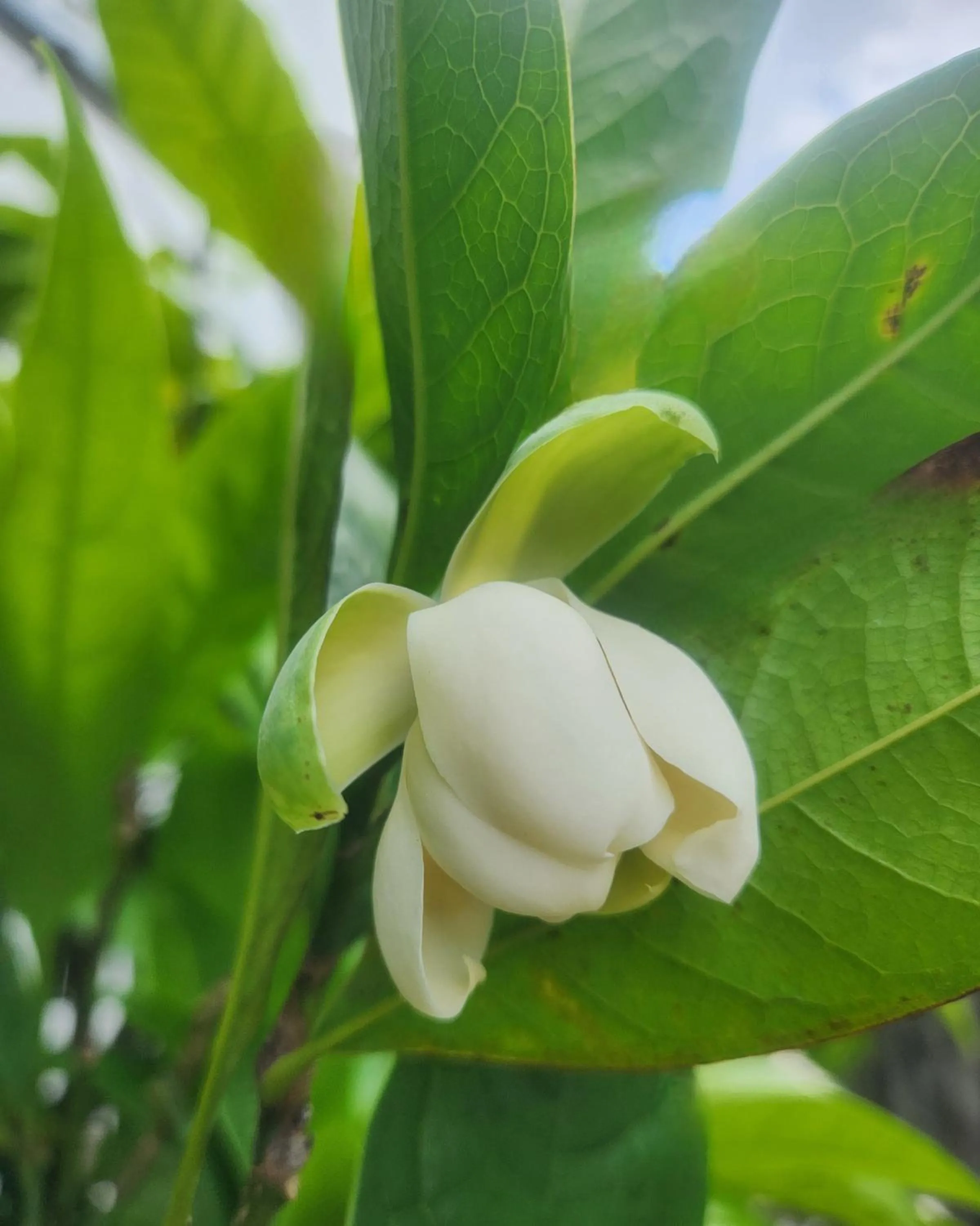 Garden in Interchange Tower Serviced Apartment - SHA Extra Plus