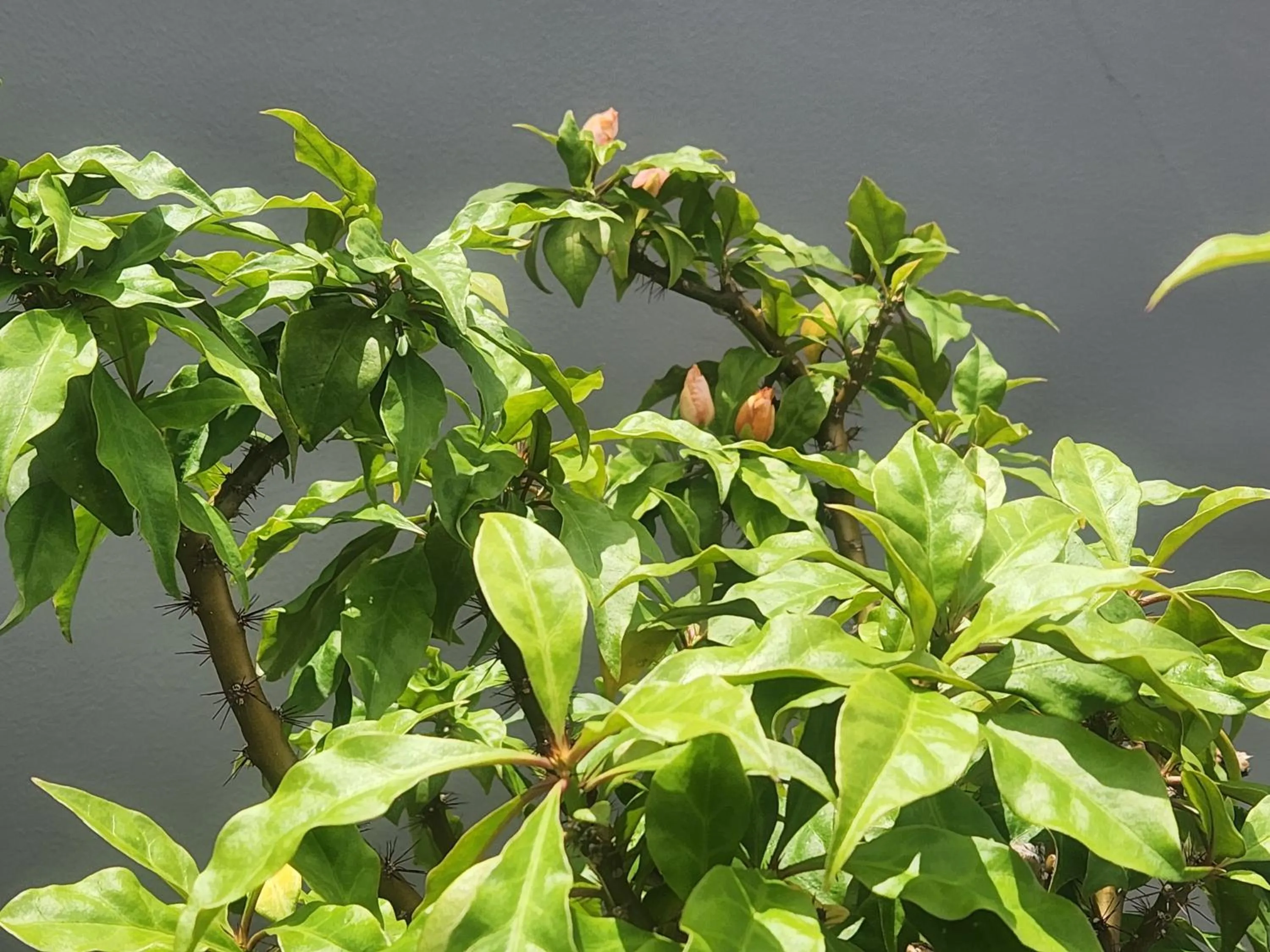 Garden in Interchange Tower Serviced Apartment - SHA Extra Plus