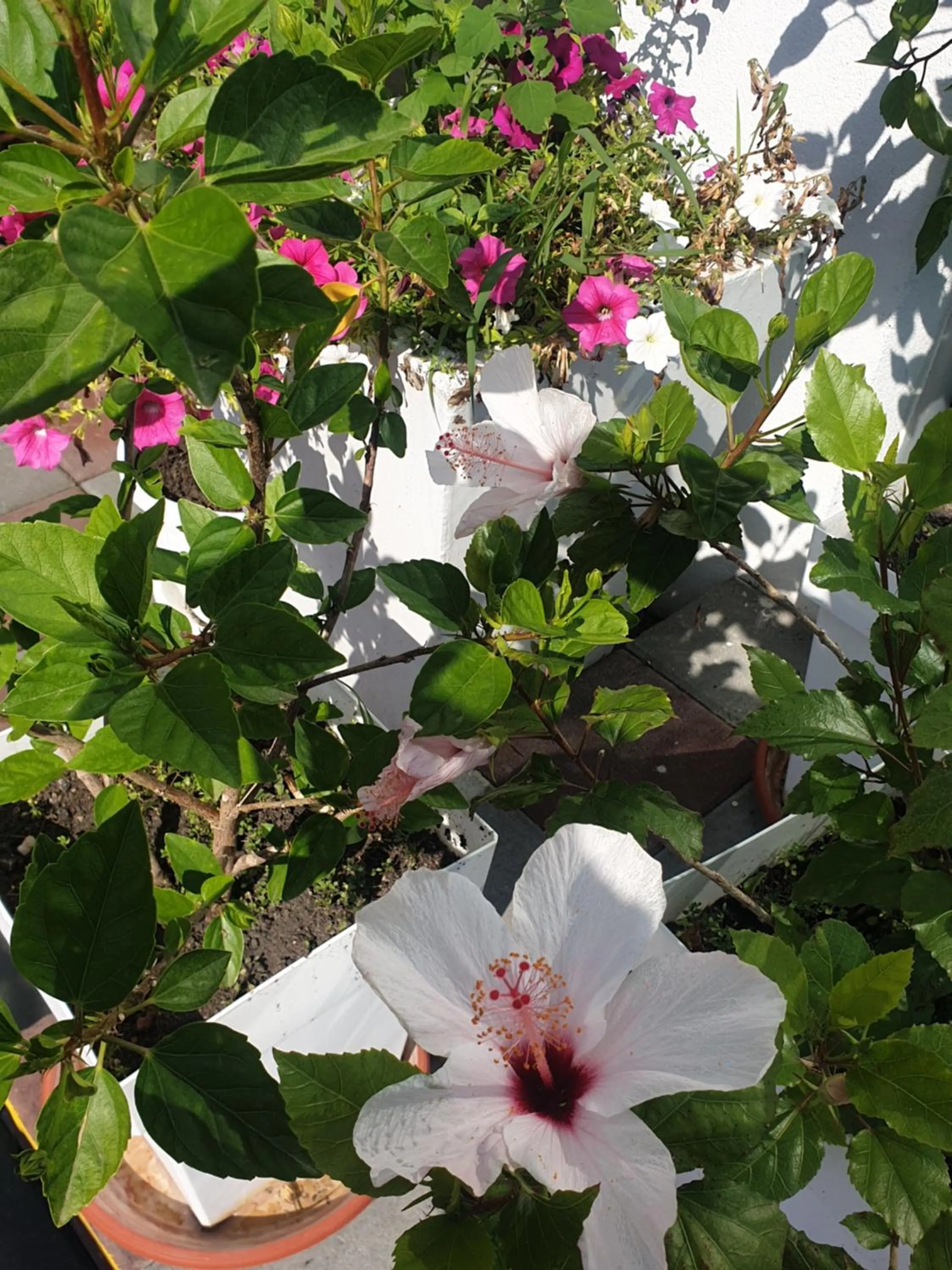 Patio in Flamingo Resort