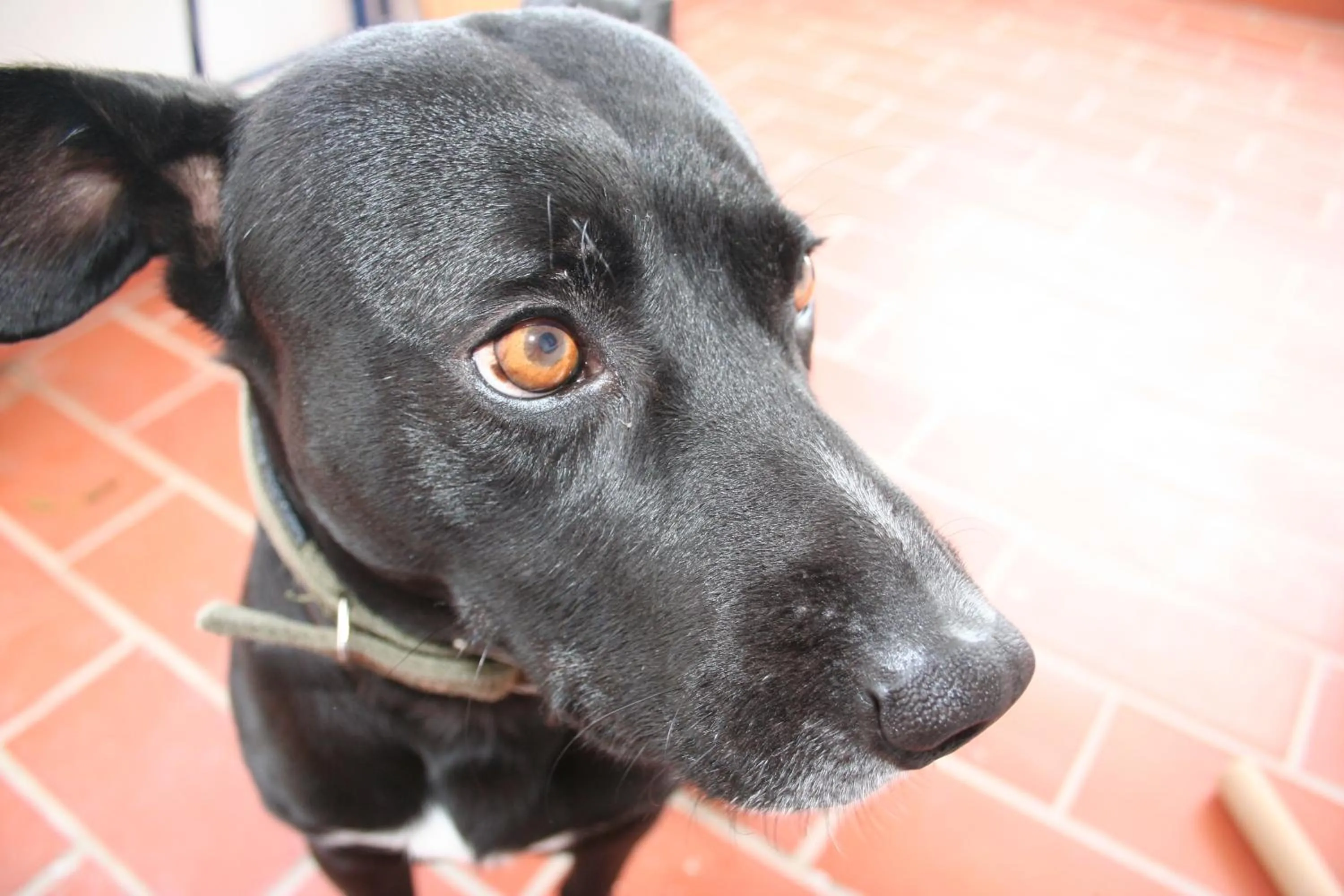 Pets in Posada La Casa Grande