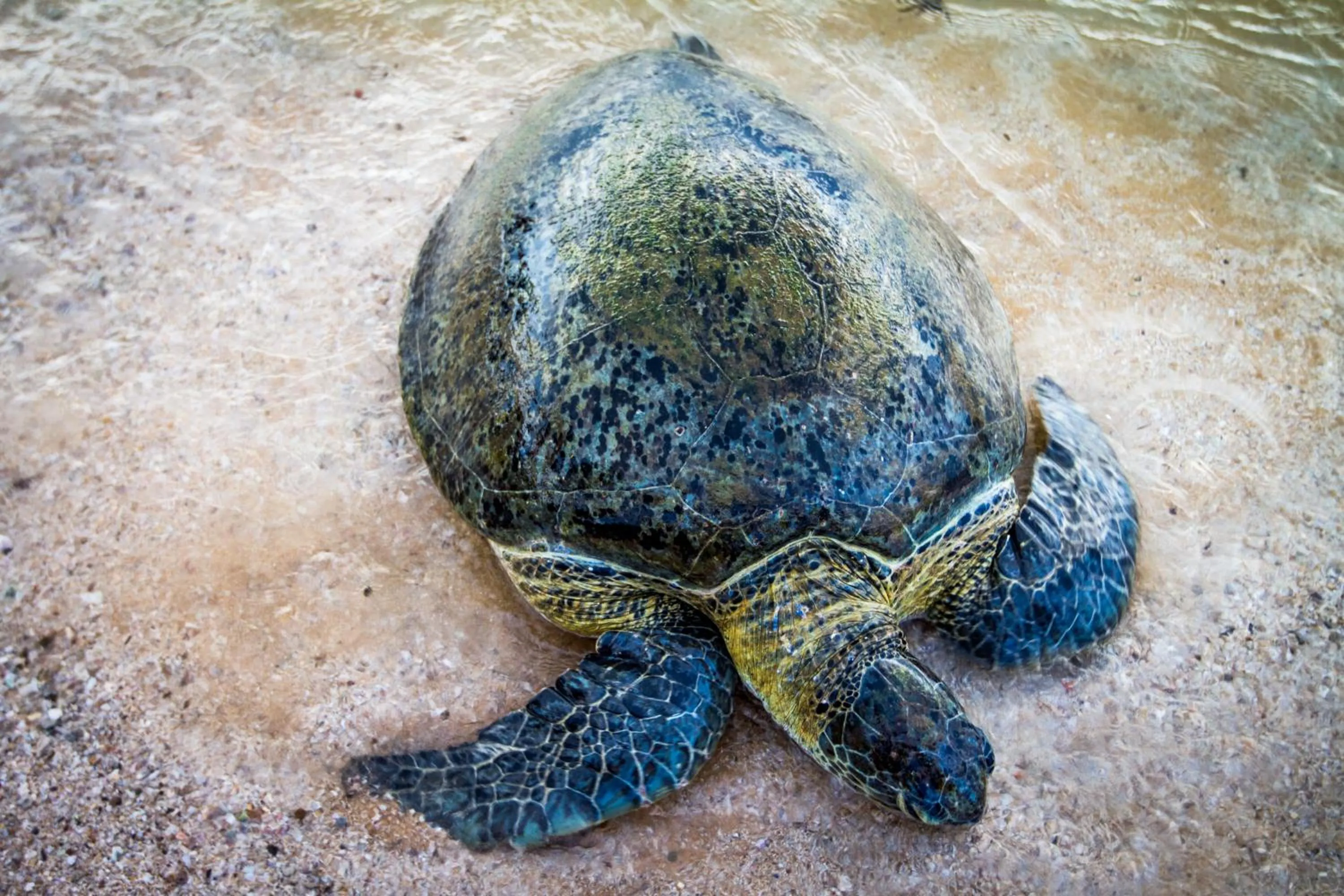 Animals in Lazy Koala