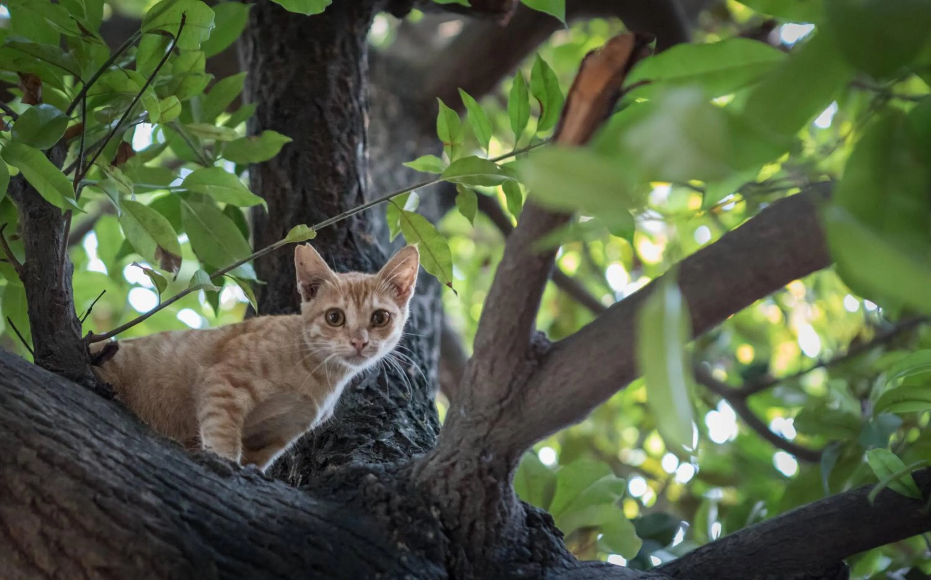 Flowers & Fire Yoga Garden