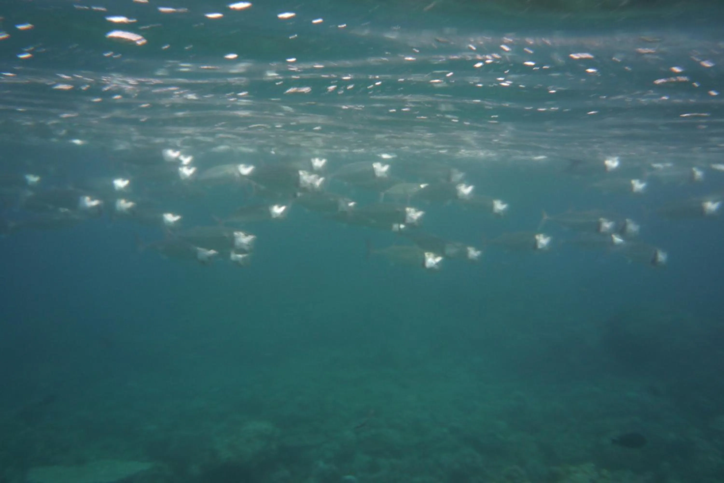 Snorkeling in Jemeluk Beach Bungalows