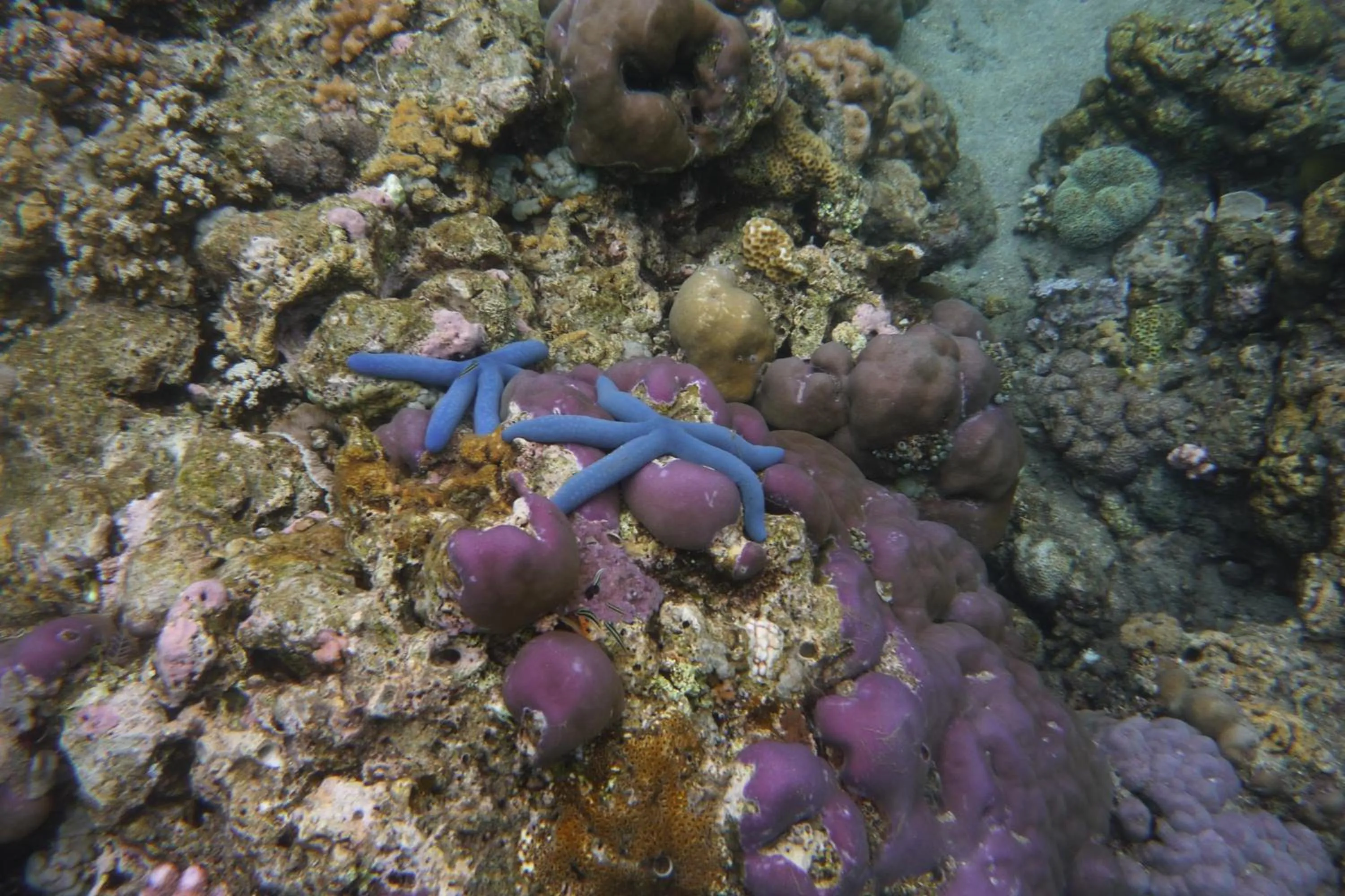 Snorkeling in Jemeluk Beach Bungalows
