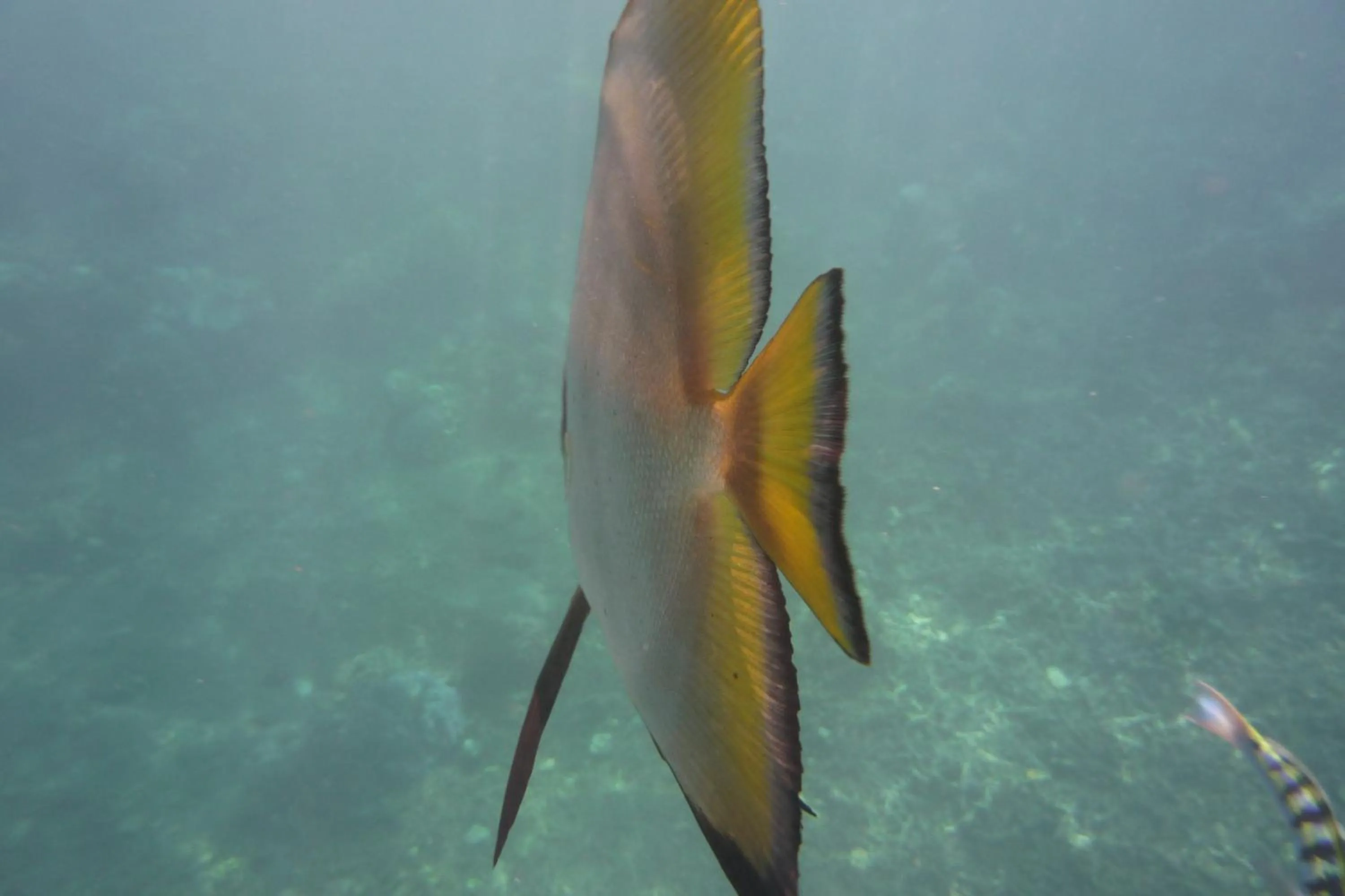 Snorkeling in Jemeluk Beach Bungalows