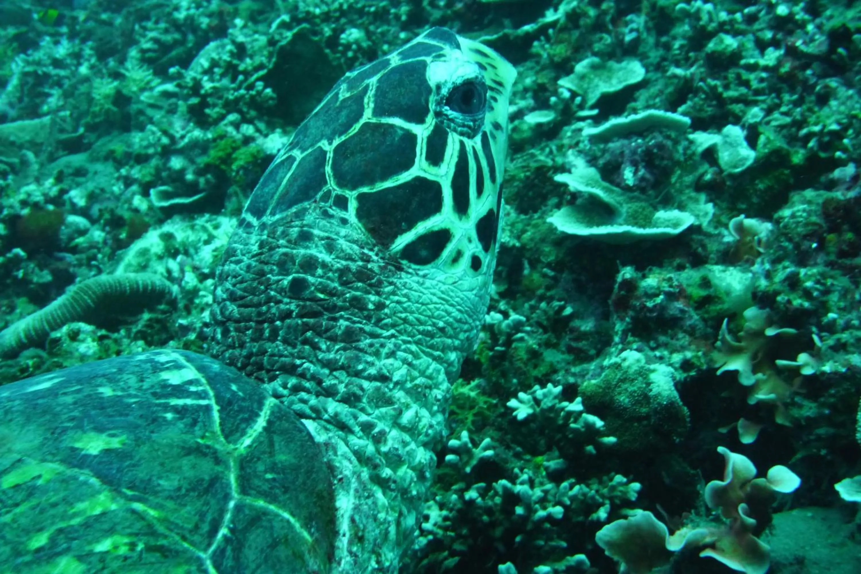 Snorkeling in Jemeluk Beach Bungalows