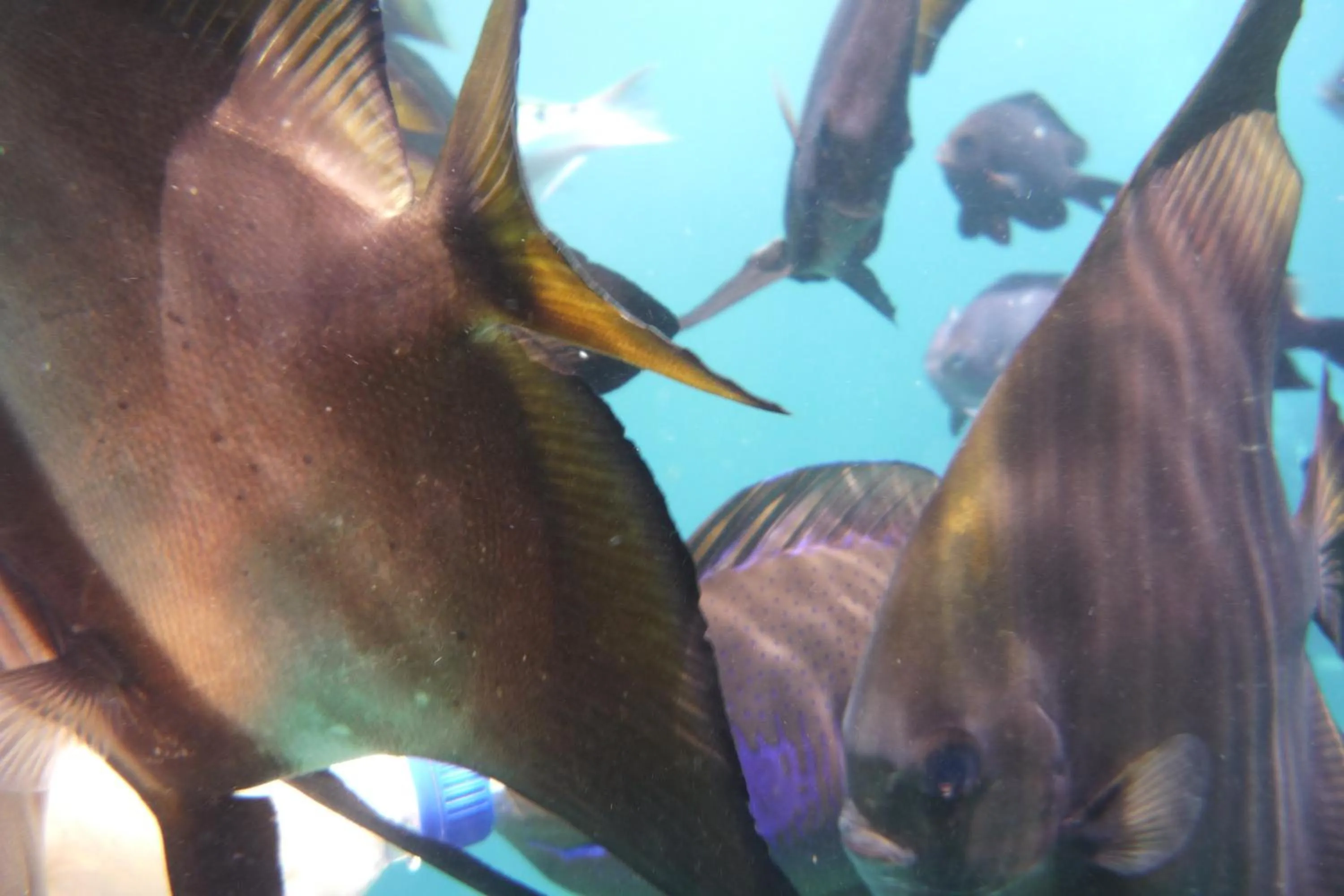 Snorkeling in Jemeluk Beach Bungalows
