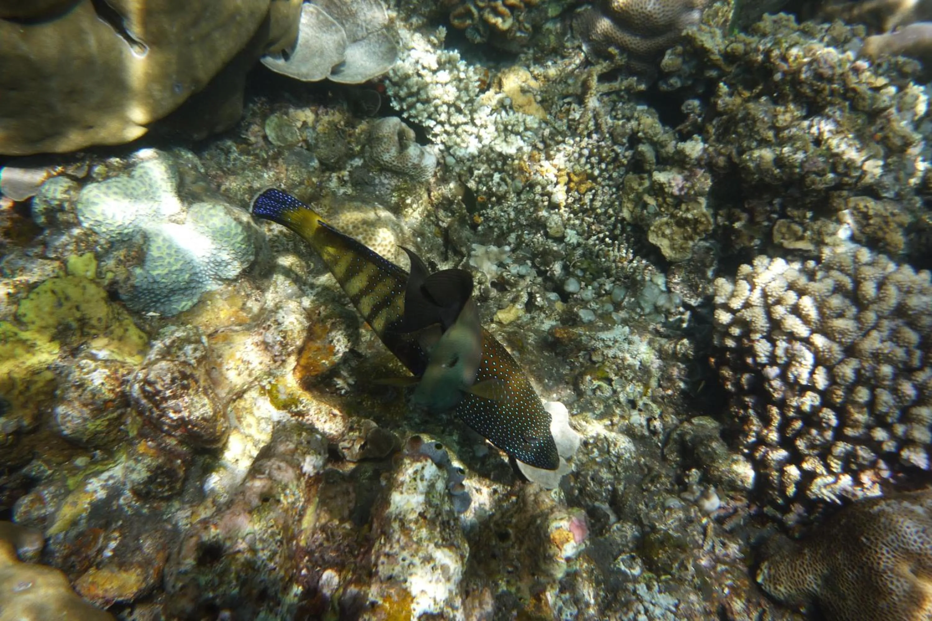 Snorkeling in Jemeluk Beach Bungalows
