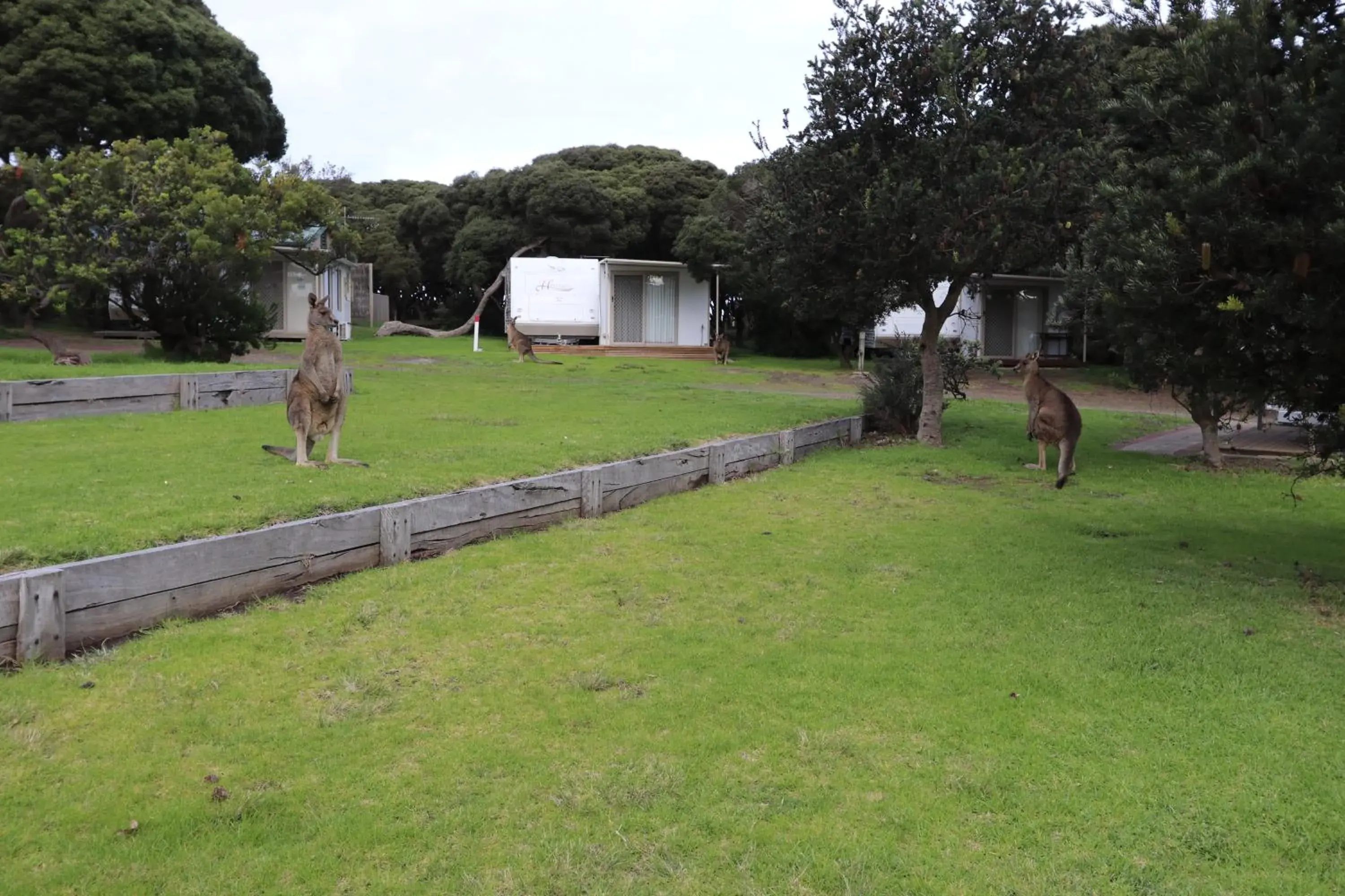 Powered Site - No Bed Provided in Anglesea Family Caravan Park Powered Site - No Bed Provided in Anglesea Family Caravan Park