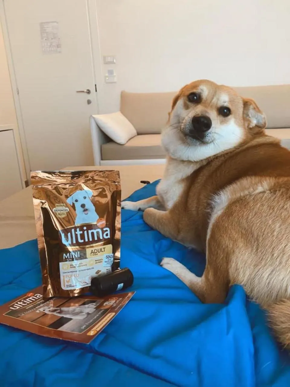 Animals in Mini Hotel