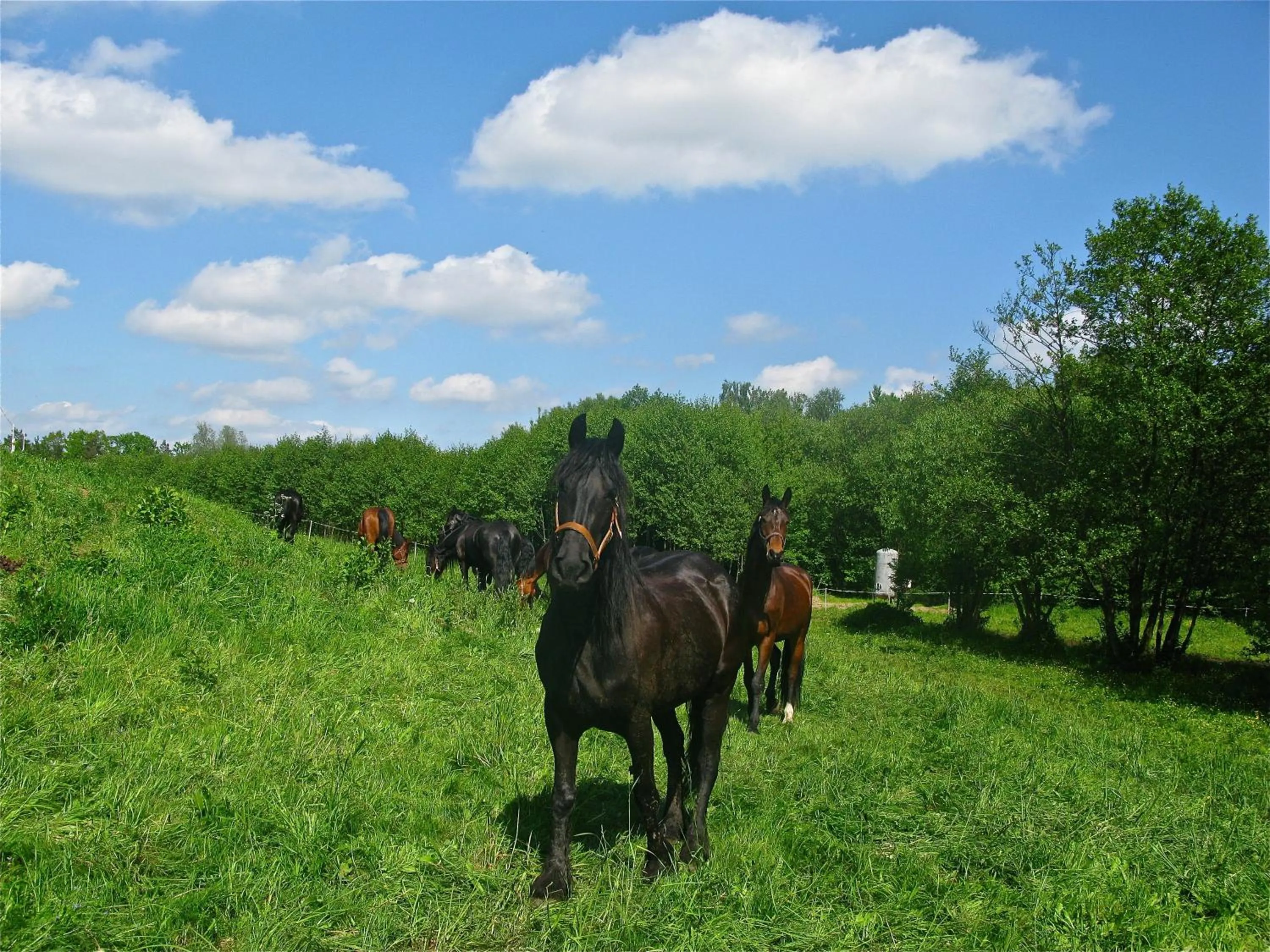 Horse-riding in Hotel Osada Karbówko Wellness & SPA