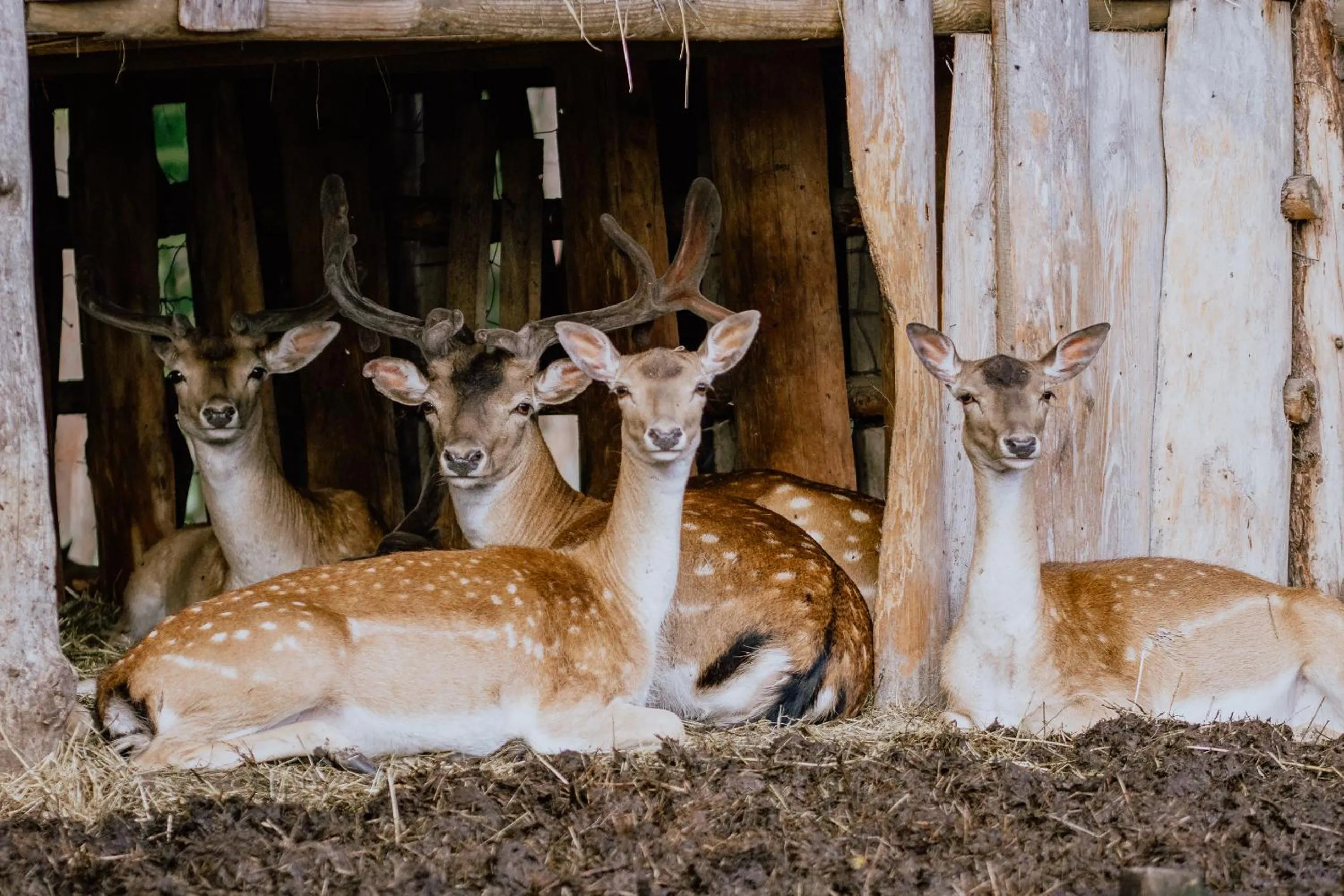 Animals in Hotel Osada Karbówko Wellness & SPA