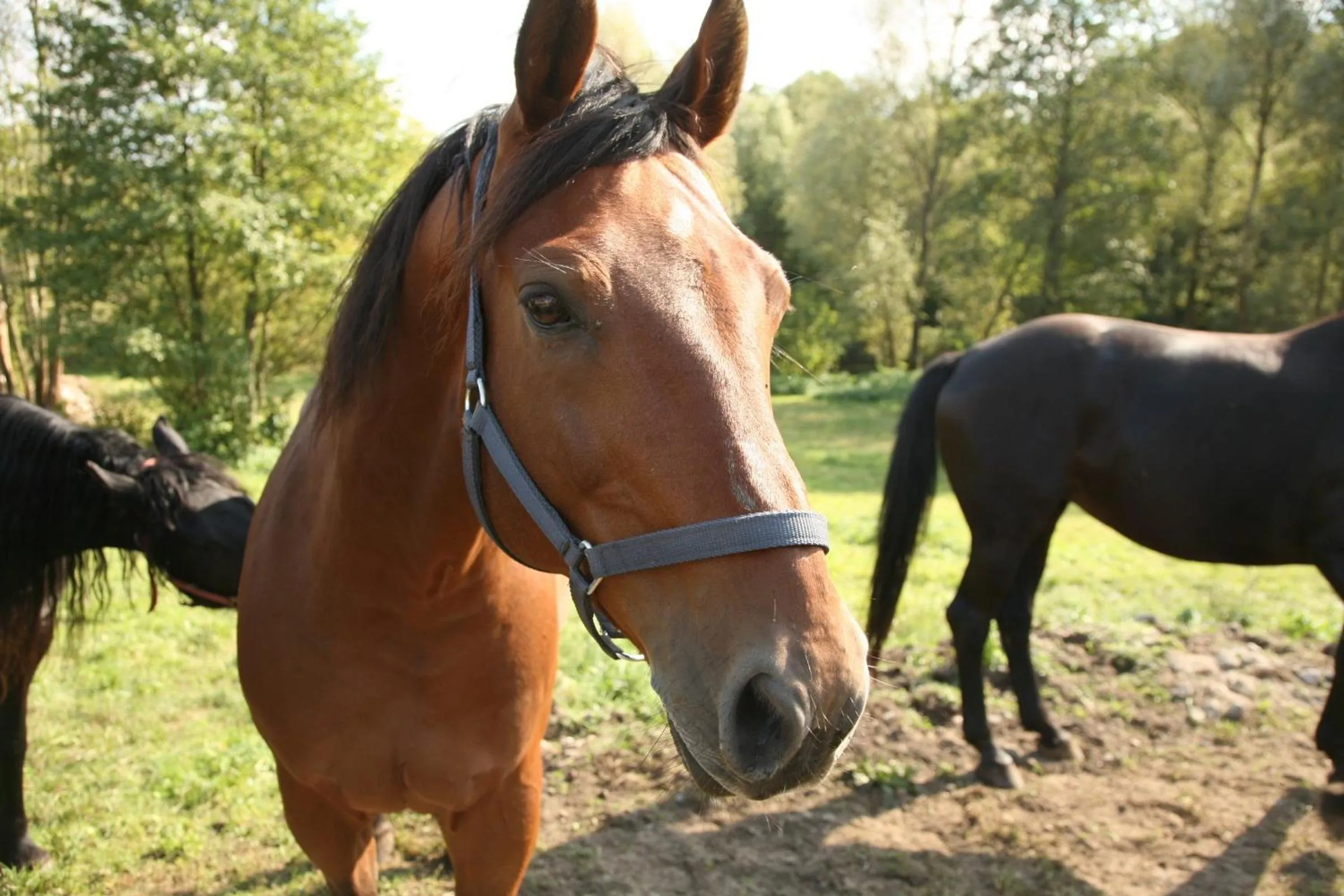 Other in Hotel Osada Karbówko Wellness & SPA