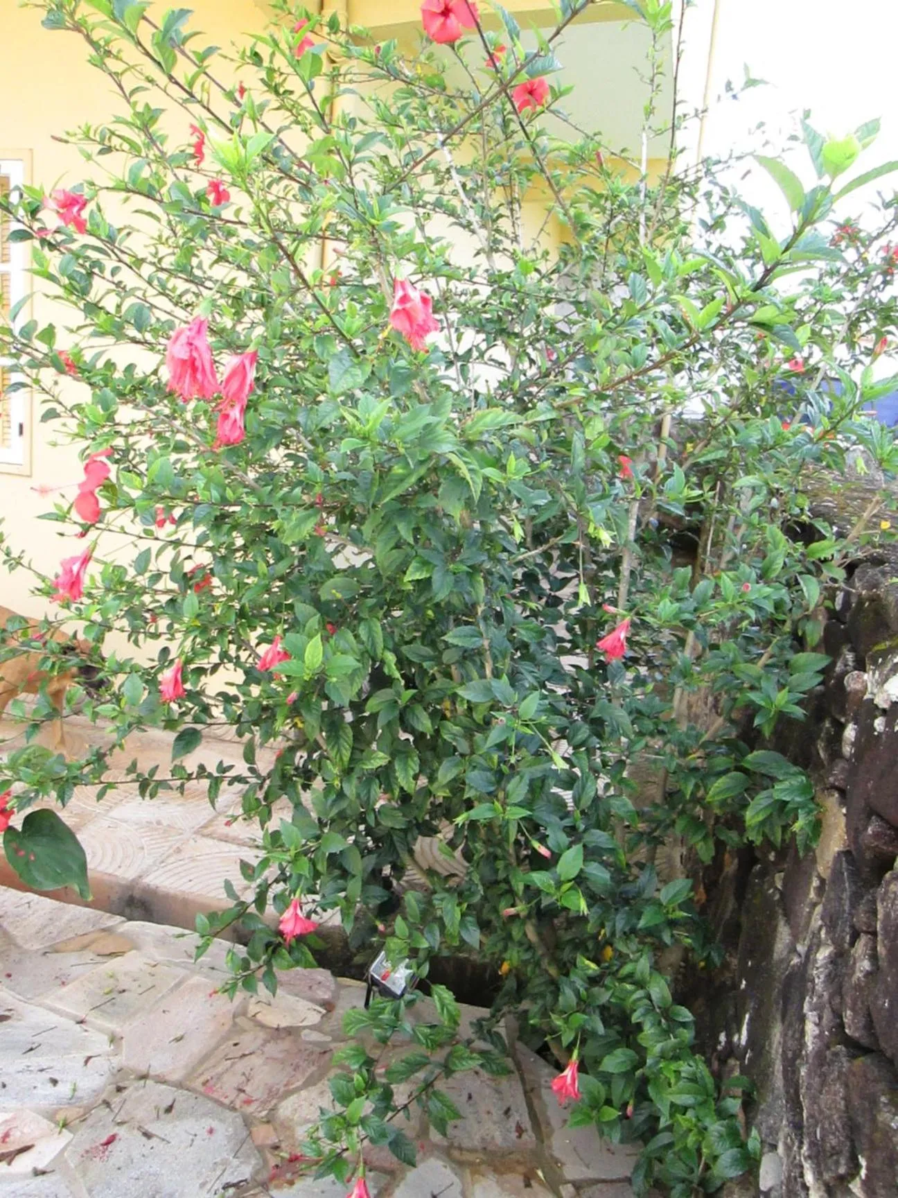 Garden view in Pousada As Relíquias de Minas