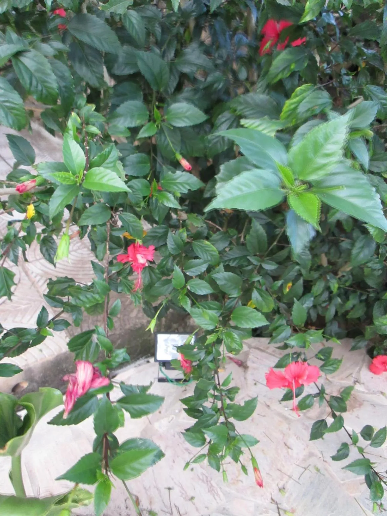 Garden view in Pousada As Relíquias de Minas