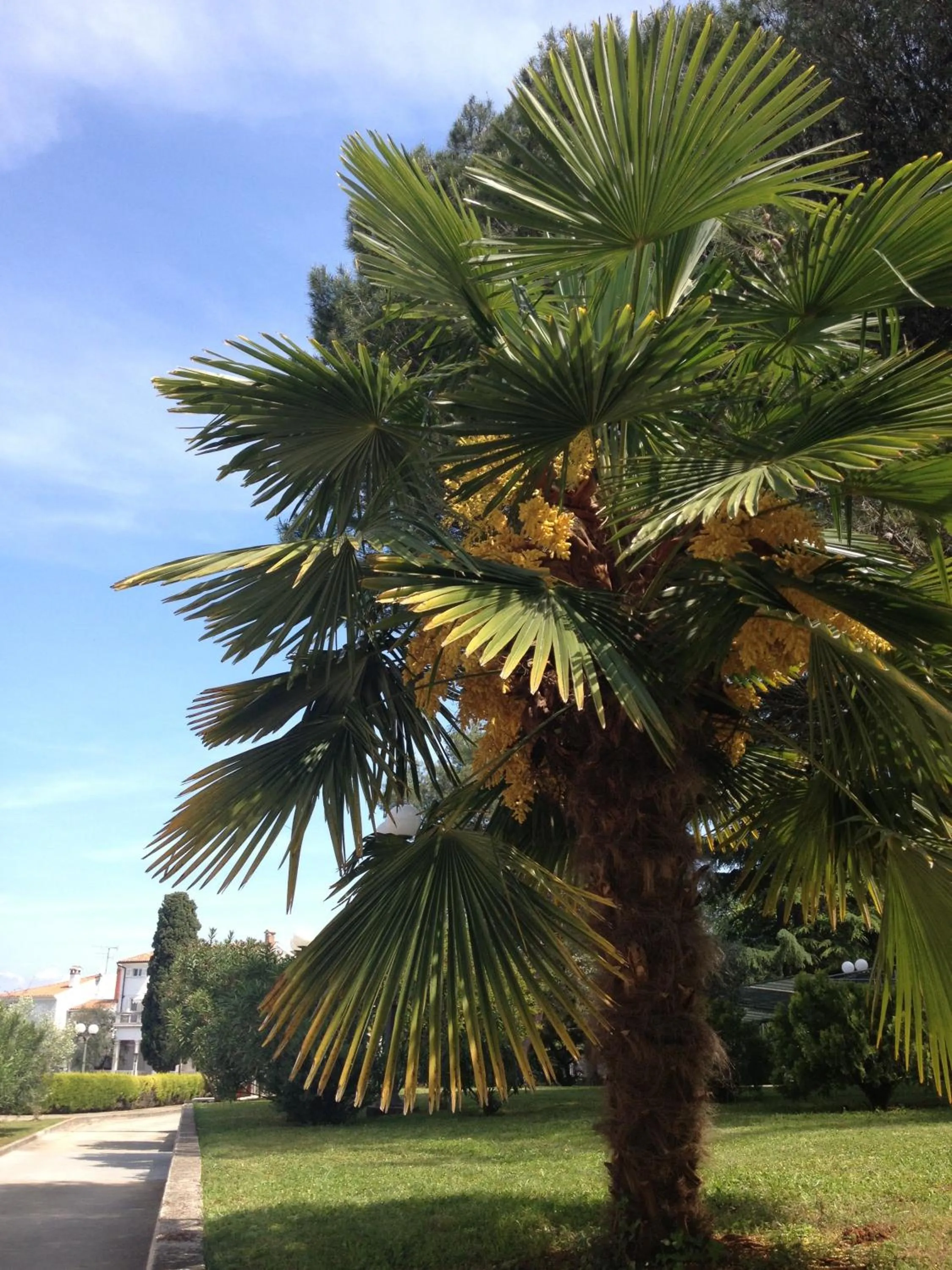 Garden in Hotel Flores