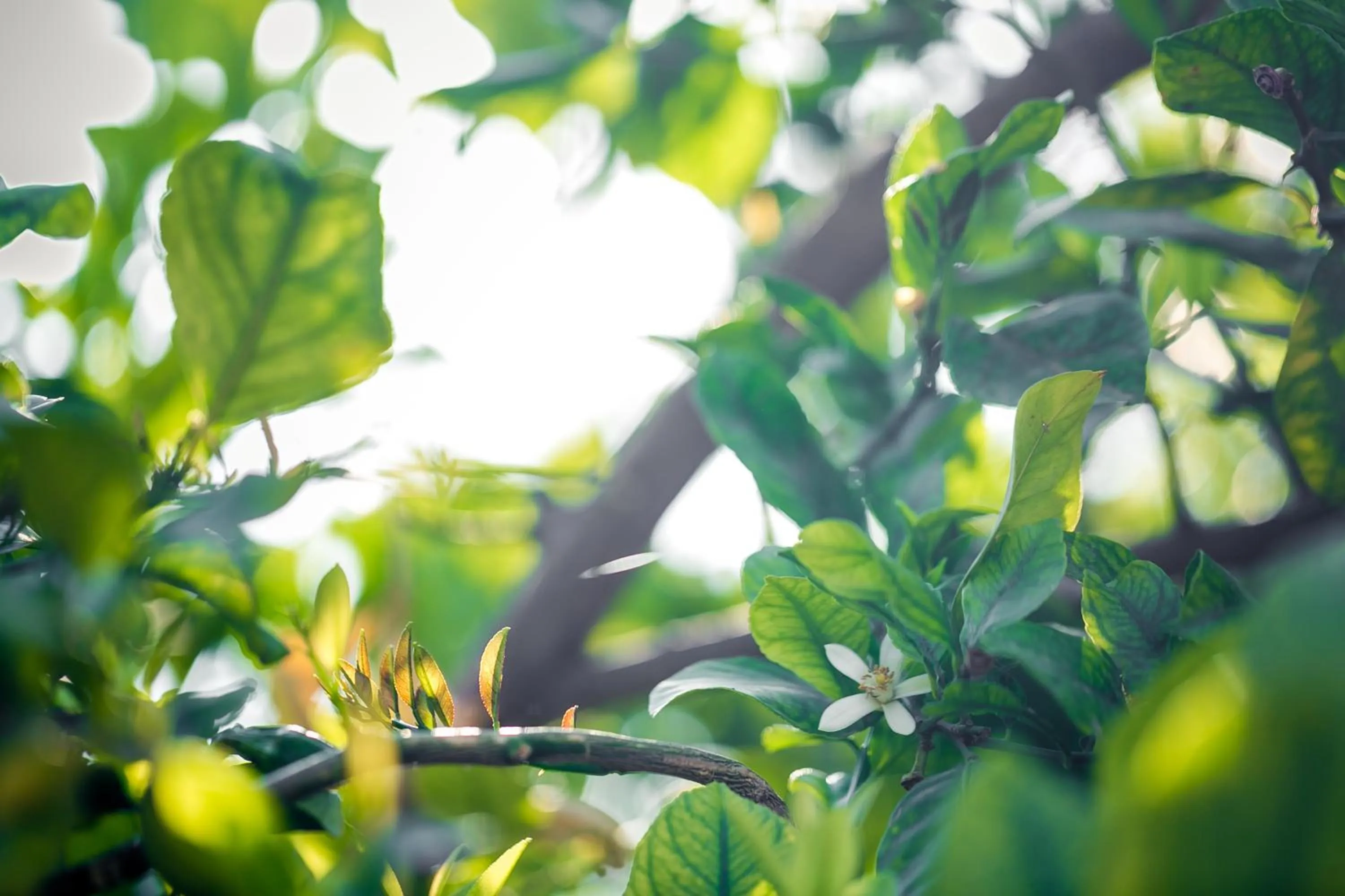 Garden in Hotel Rural El Molino de Felipe