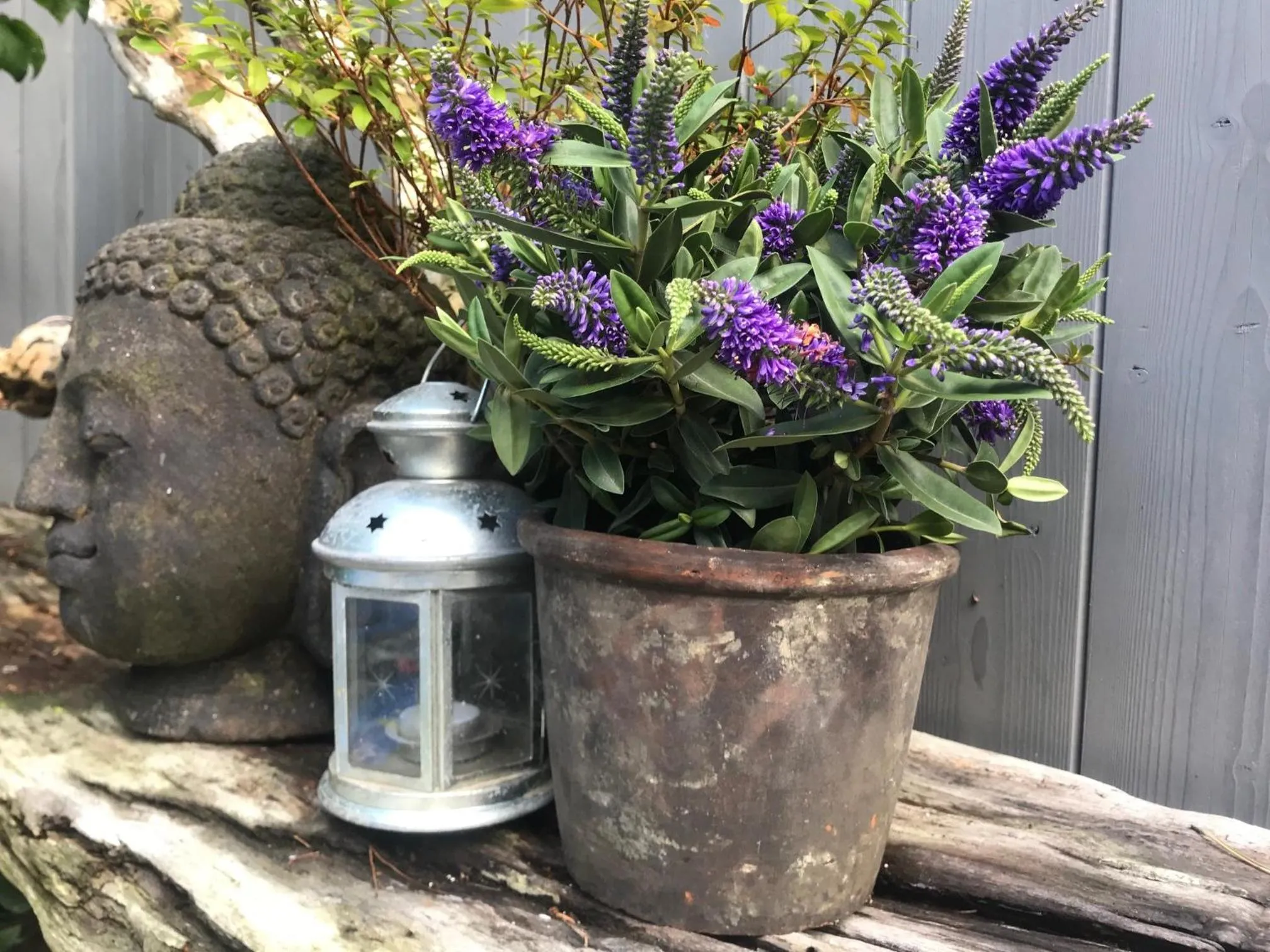 Decorative detail in AuxiliumWellness Get Back to Serenity