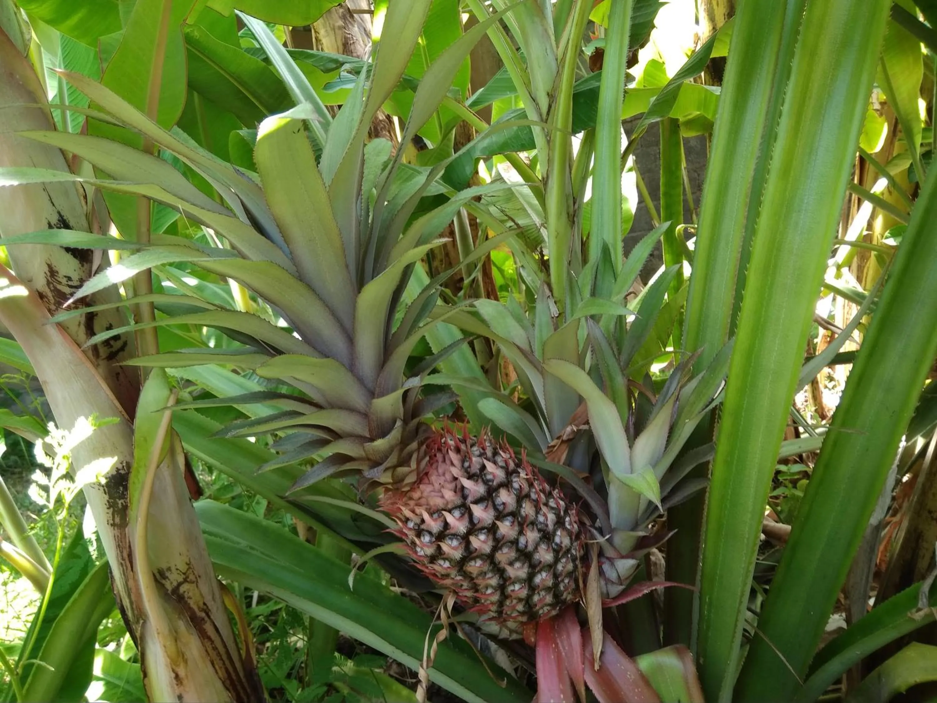 Garden in Suka Sari Cottages