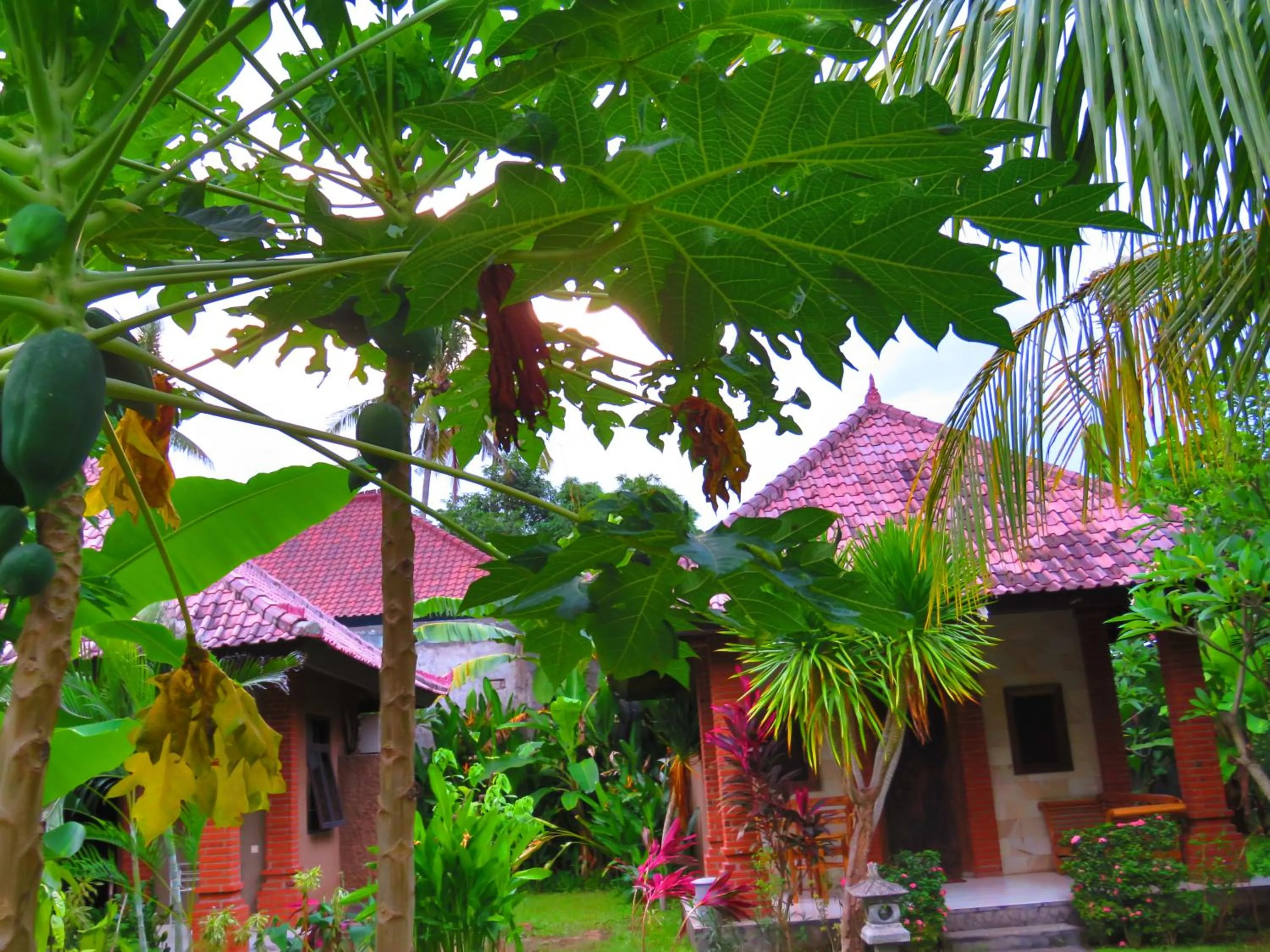 Garden in Suka Sari Cottages