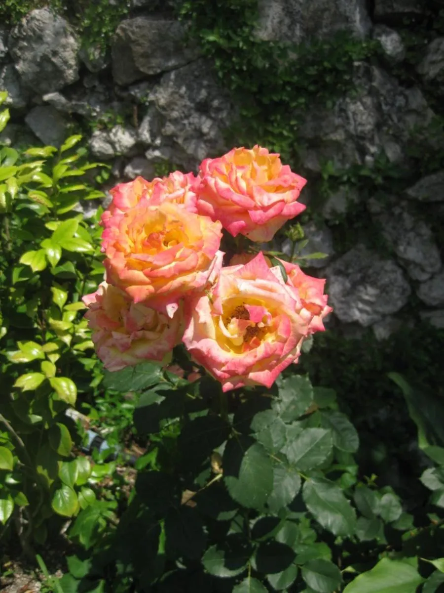 Giardini Calce - Luxury Rooms