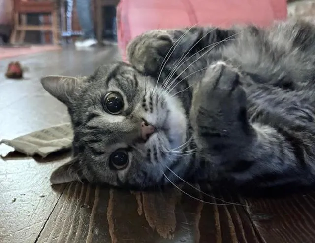 The Common Man Inn & Restaurant