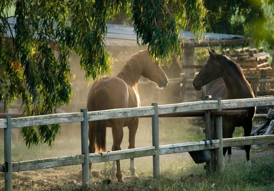 Animals in Il Casale Corte Rossa
