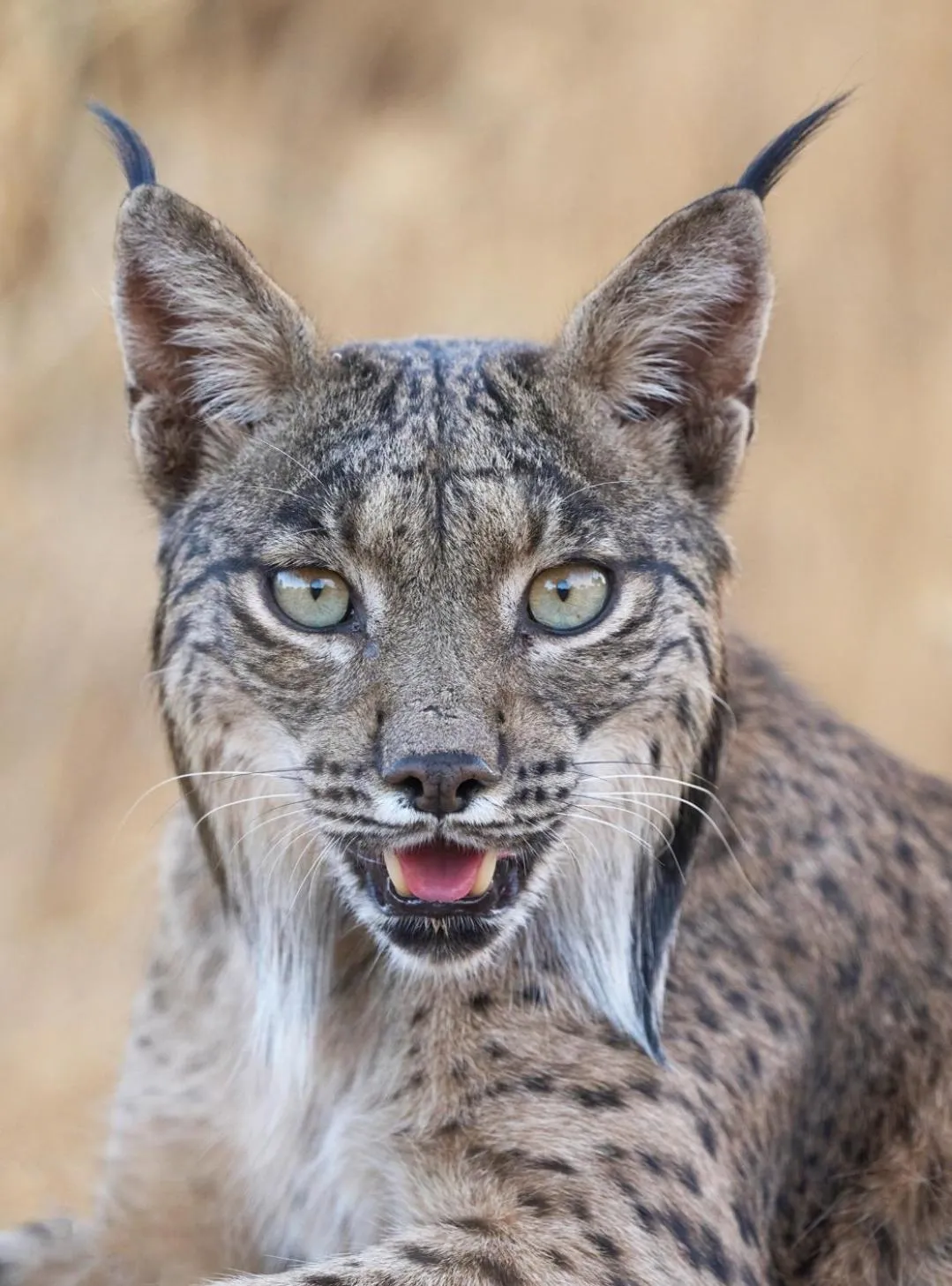 Animals in Hotel Ecologico Toral