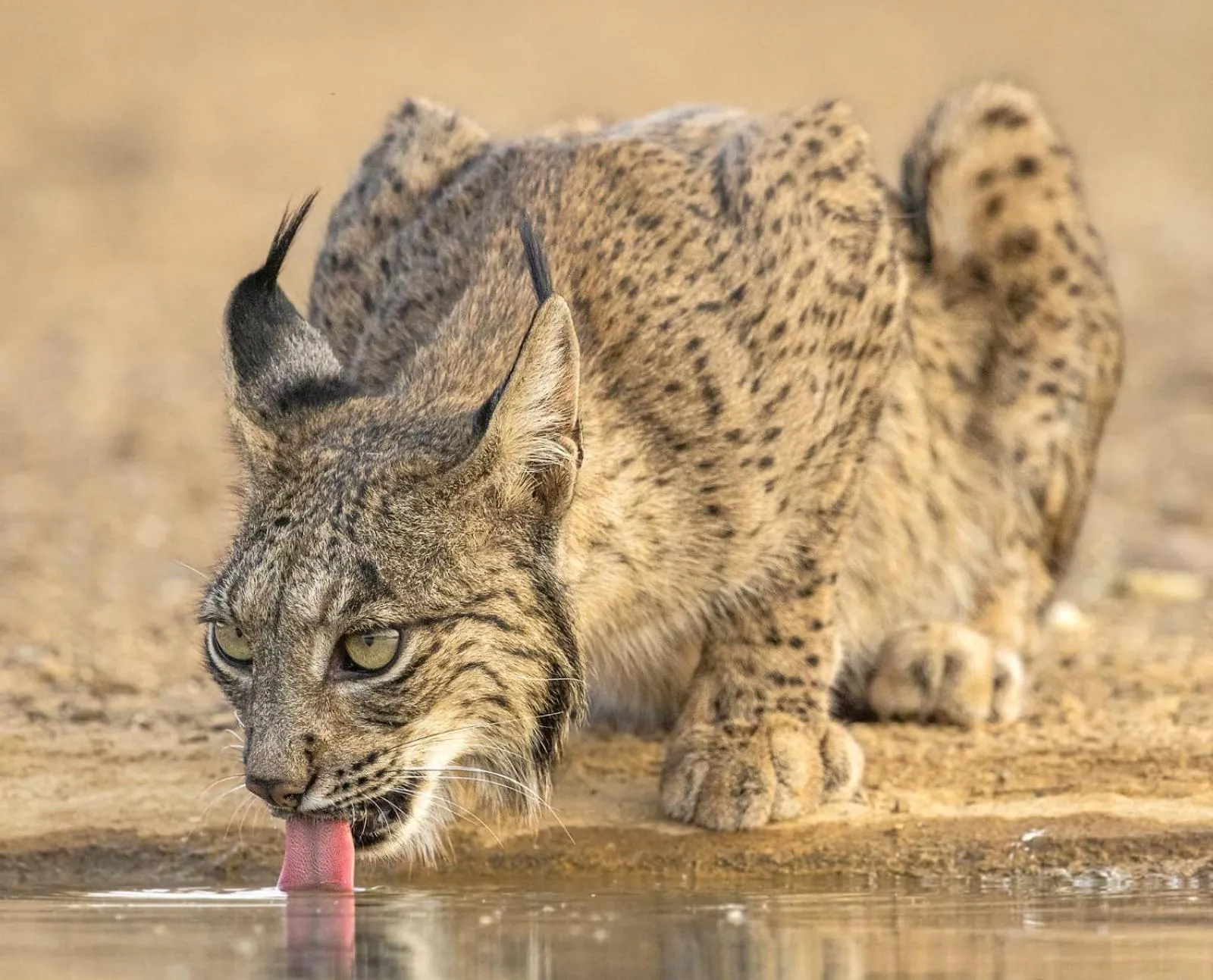 Animals in Hotel Ecologico Toral