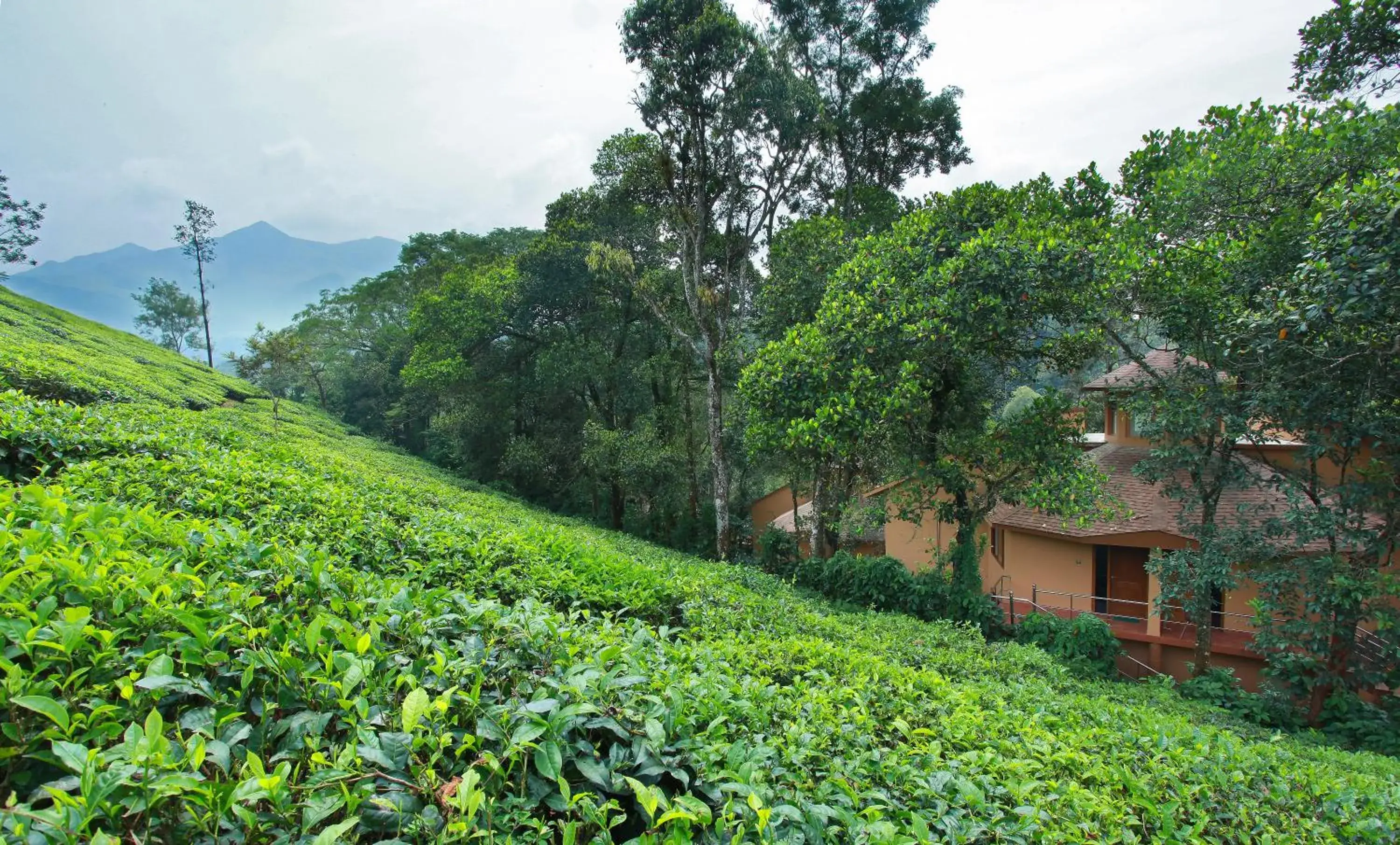 Cottage in Vythiri Village Cottage in Vythiri Village