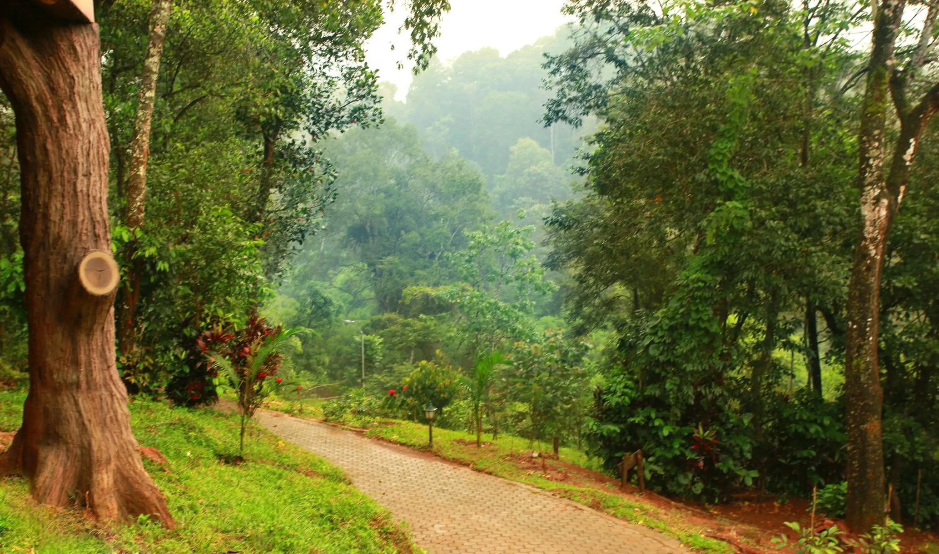 Natural landscape in Vythiri Village