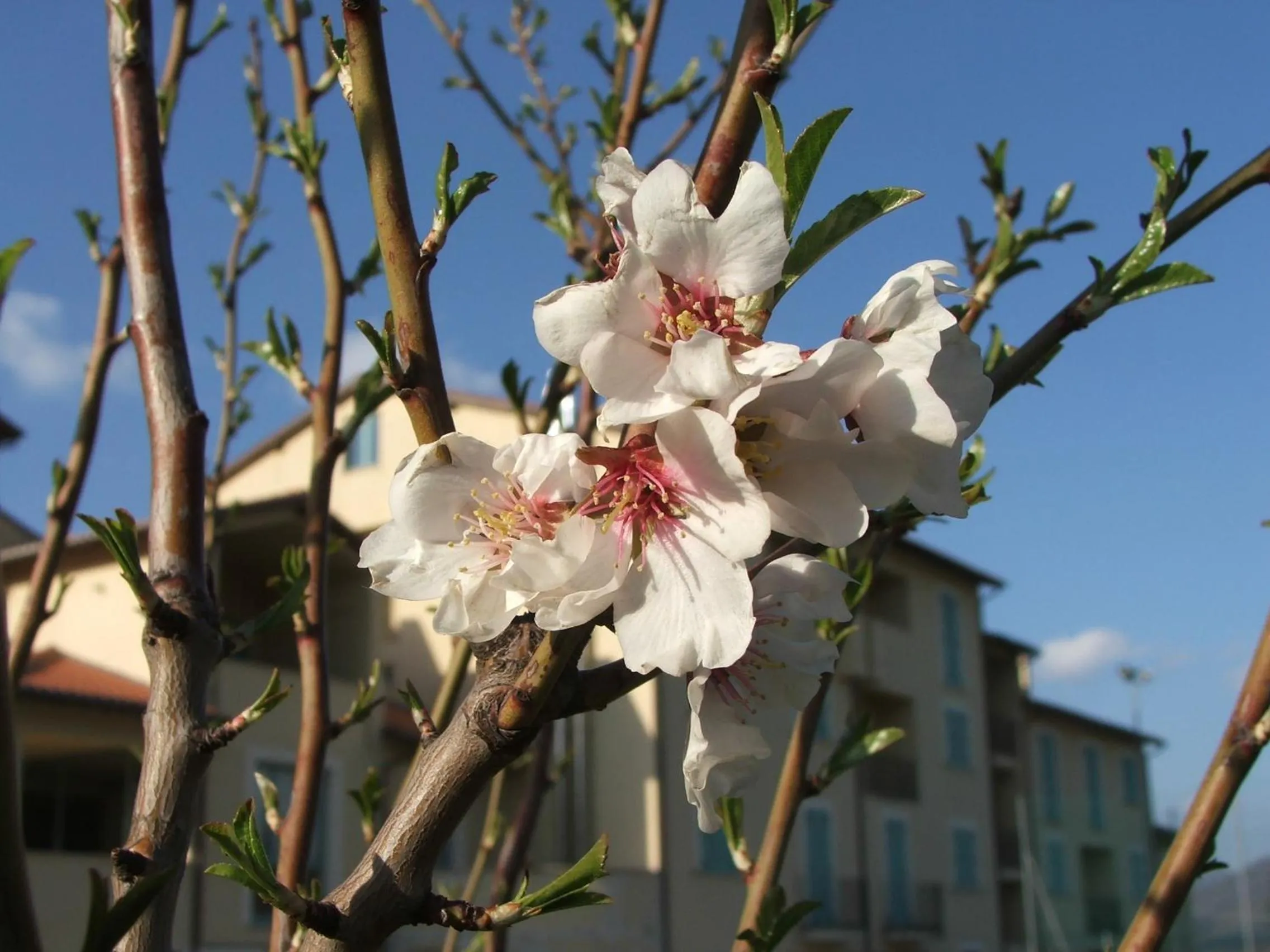 Spring in Lieta Sosta