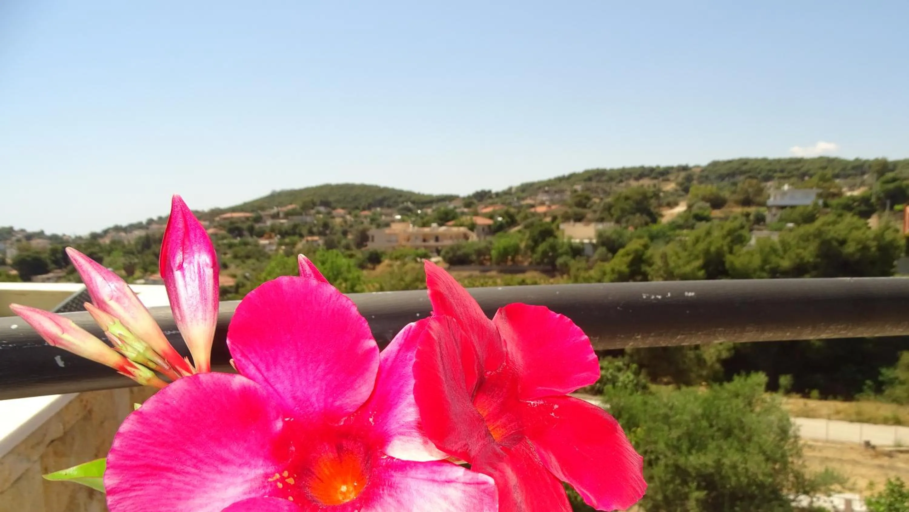 Day in Artemis GreenHill