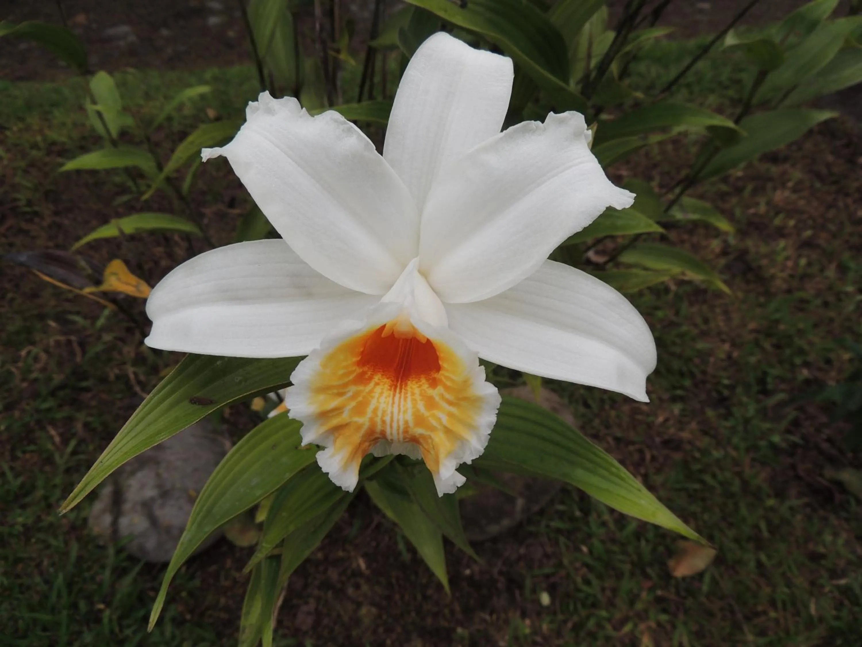 Natural landscape in Hotel Campo Verde