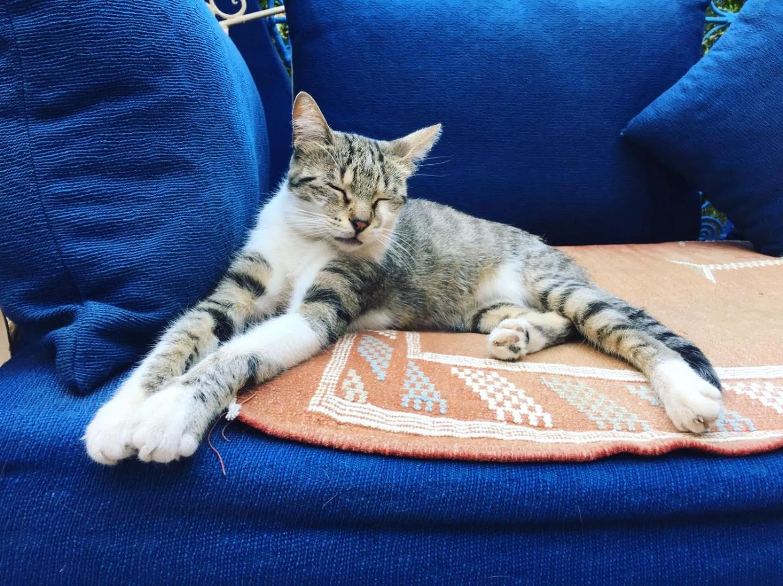 Pets in Riad Jean Claude