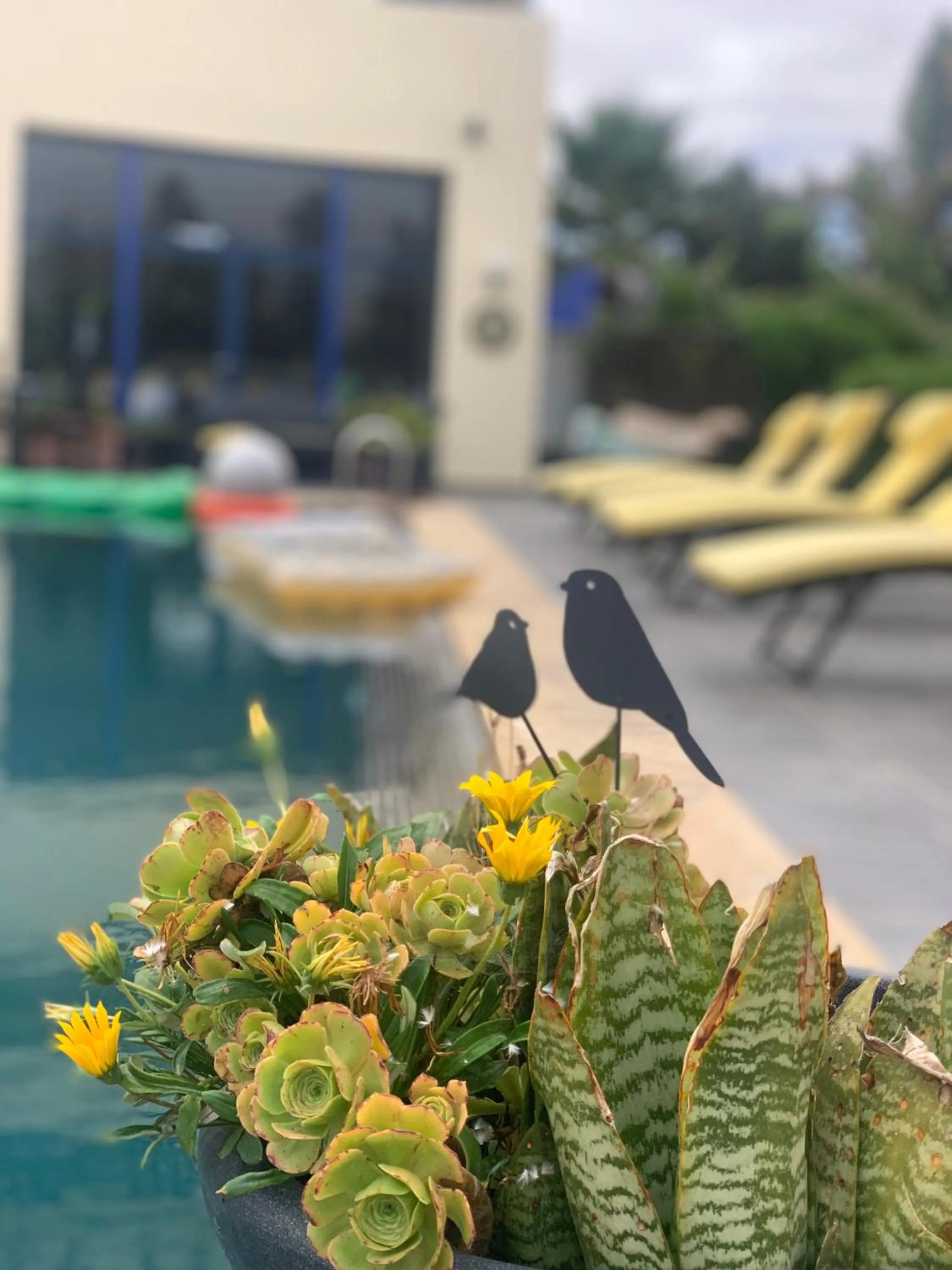 Auberge Oualidia Dream