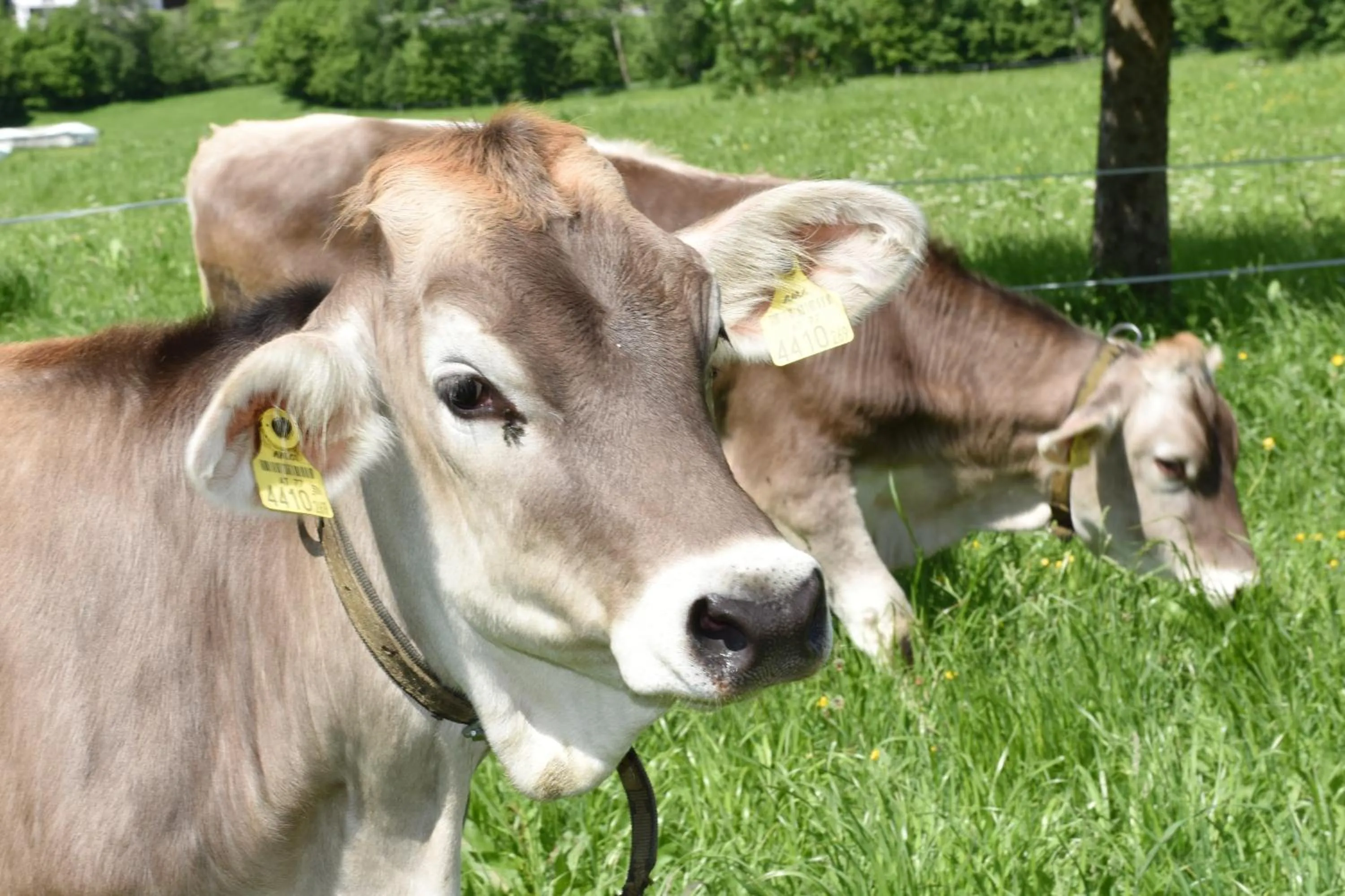 Animals in Wiesenhof Rusch