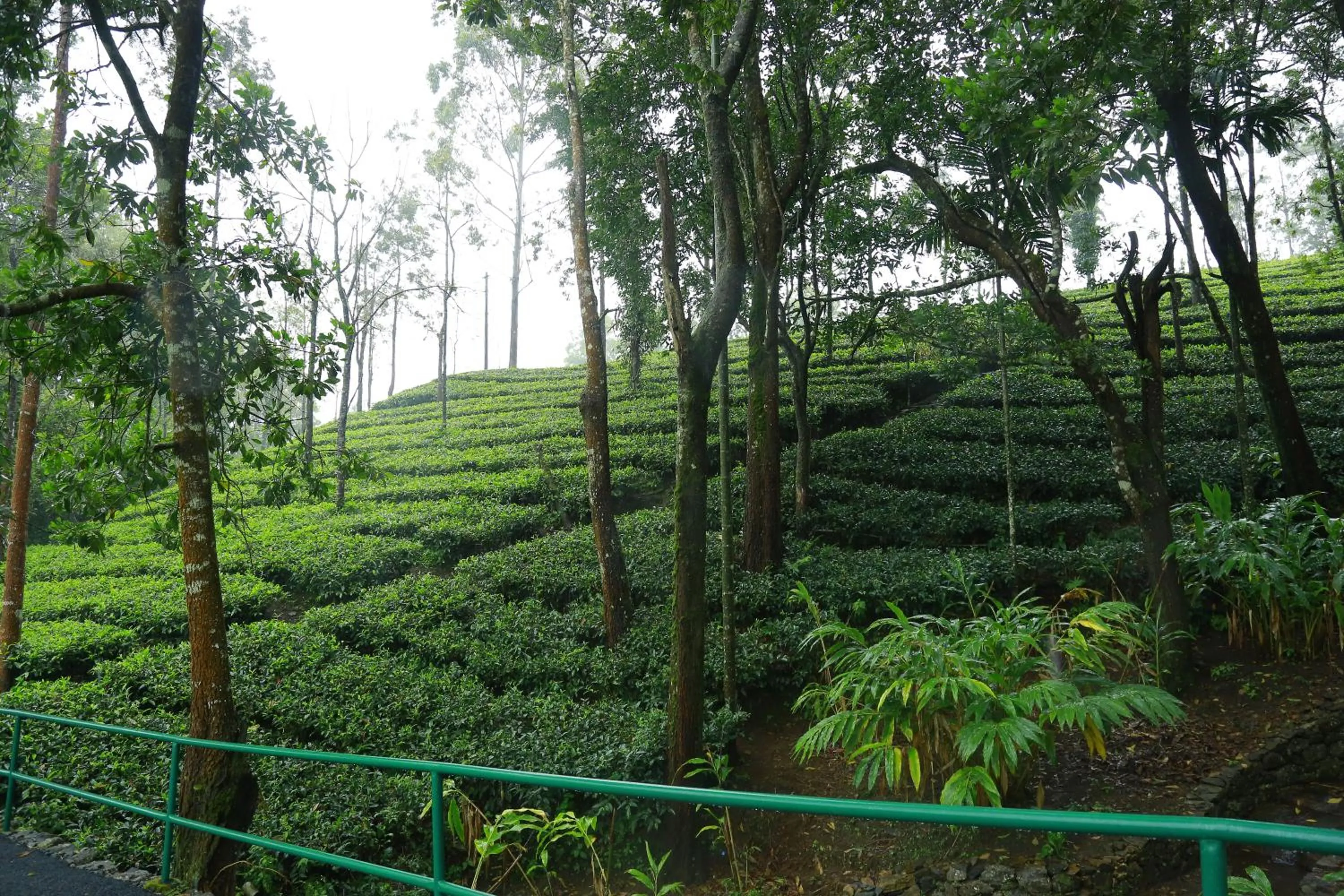 Mountain view in Saj Vagamon Hideout
