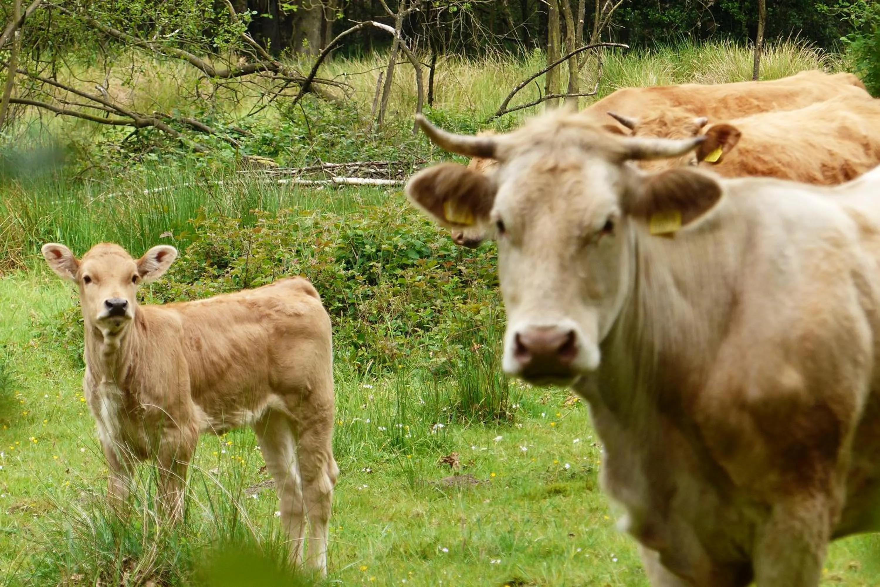 Natural landscape in Gasterij Hotel Dennenoord