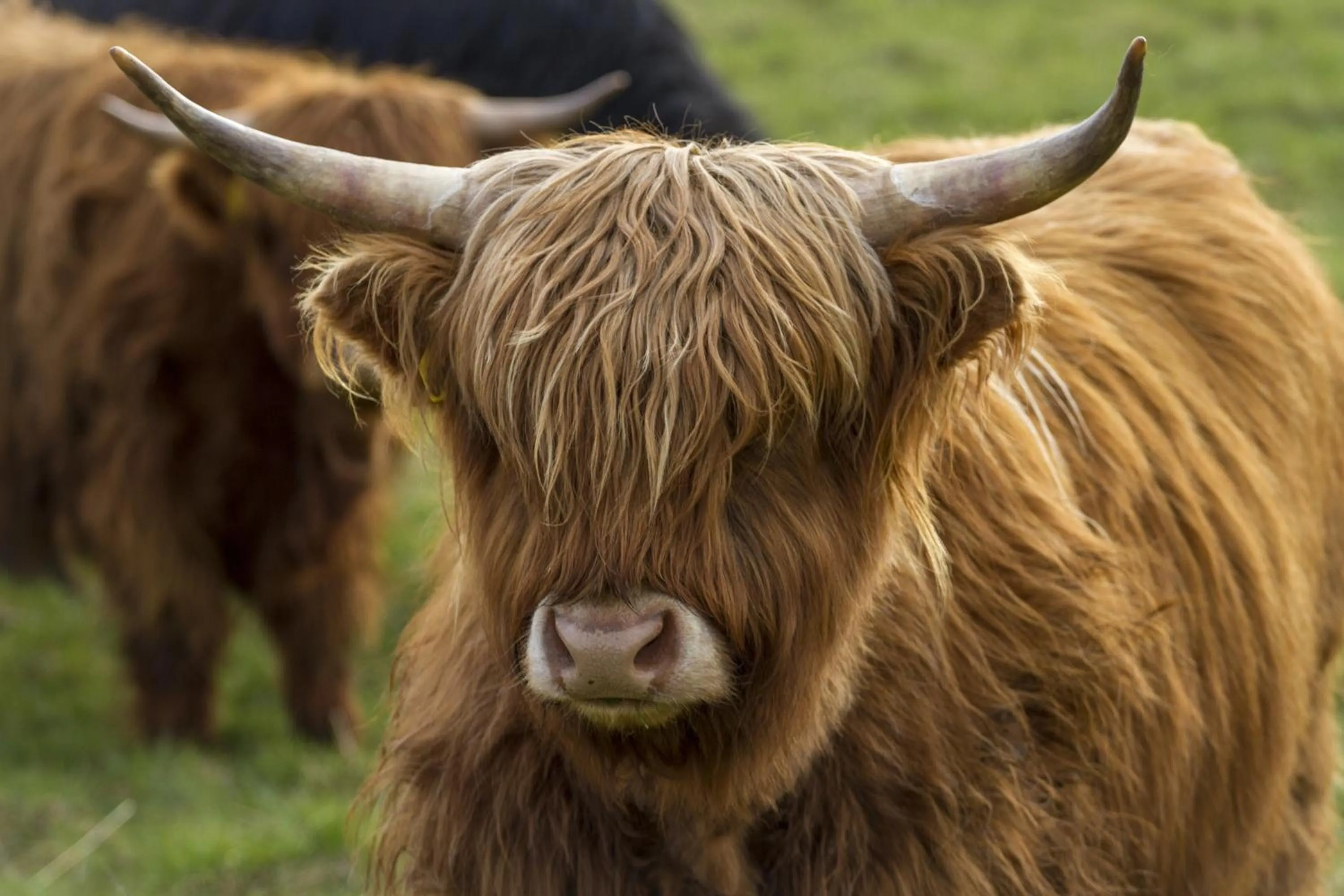 Animals in Arden Country House