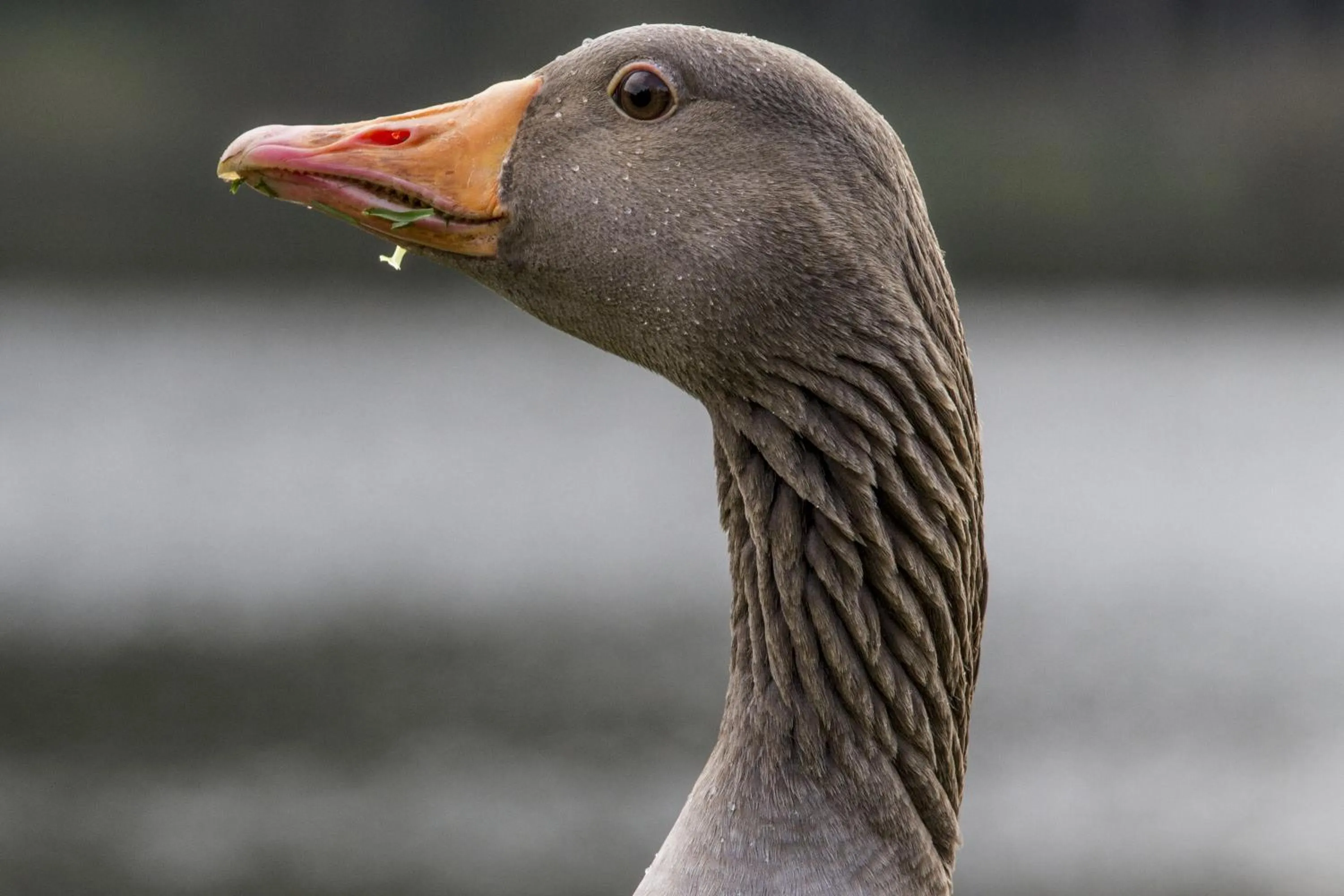 Animals in Arden Country House