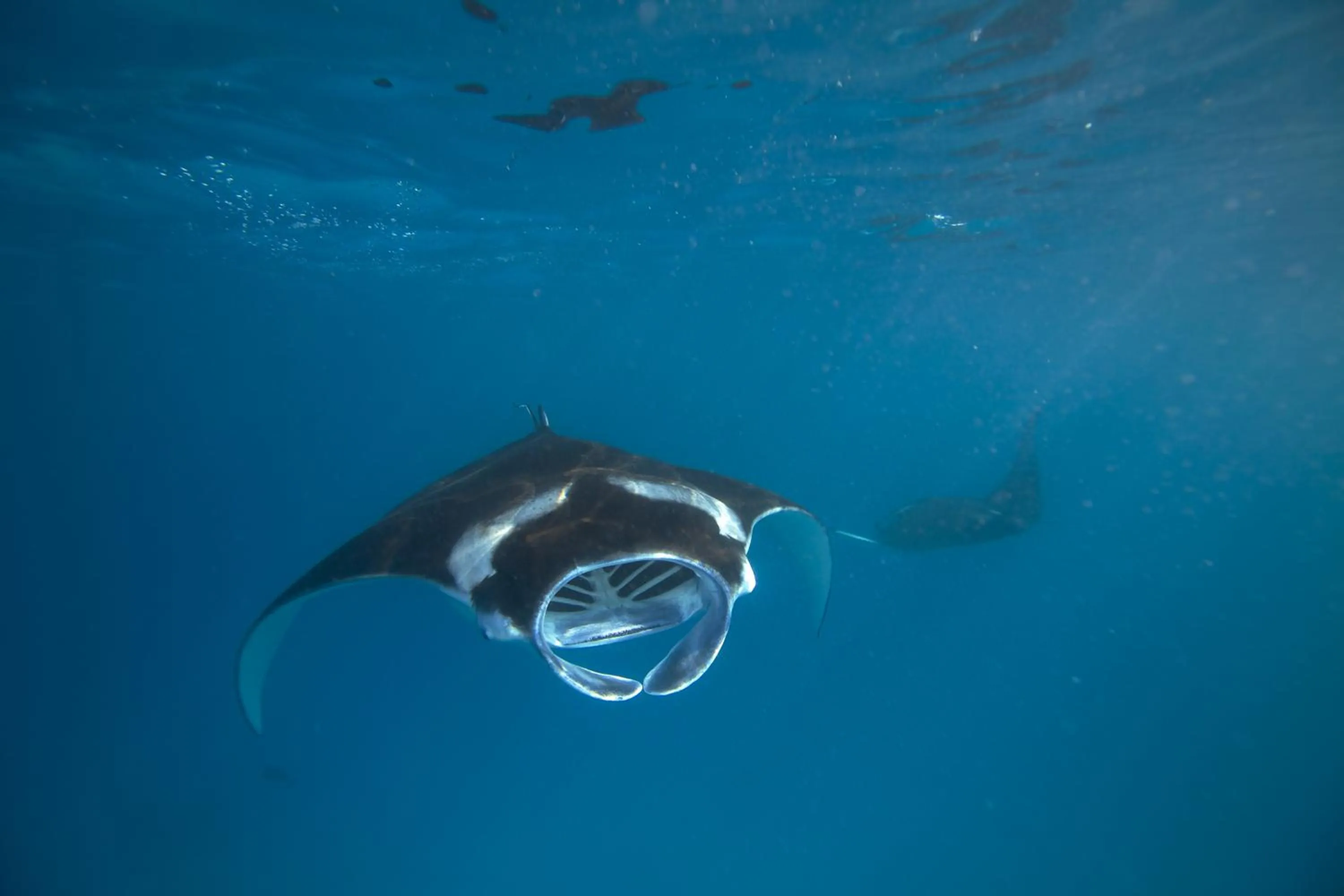 Snorkeling in Kudadoo Maldives Private Island – Luxury All inclusive