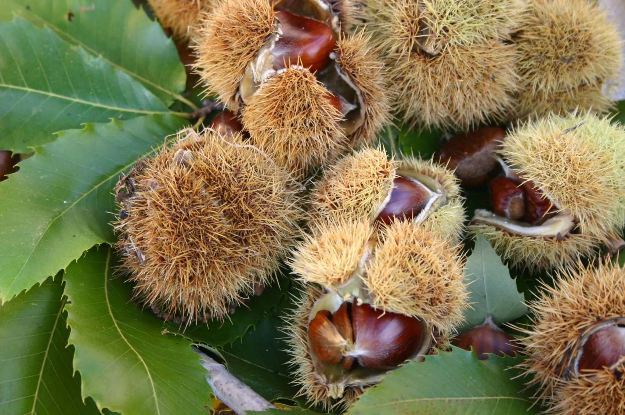 Autumn in Hotel Stocknerhof