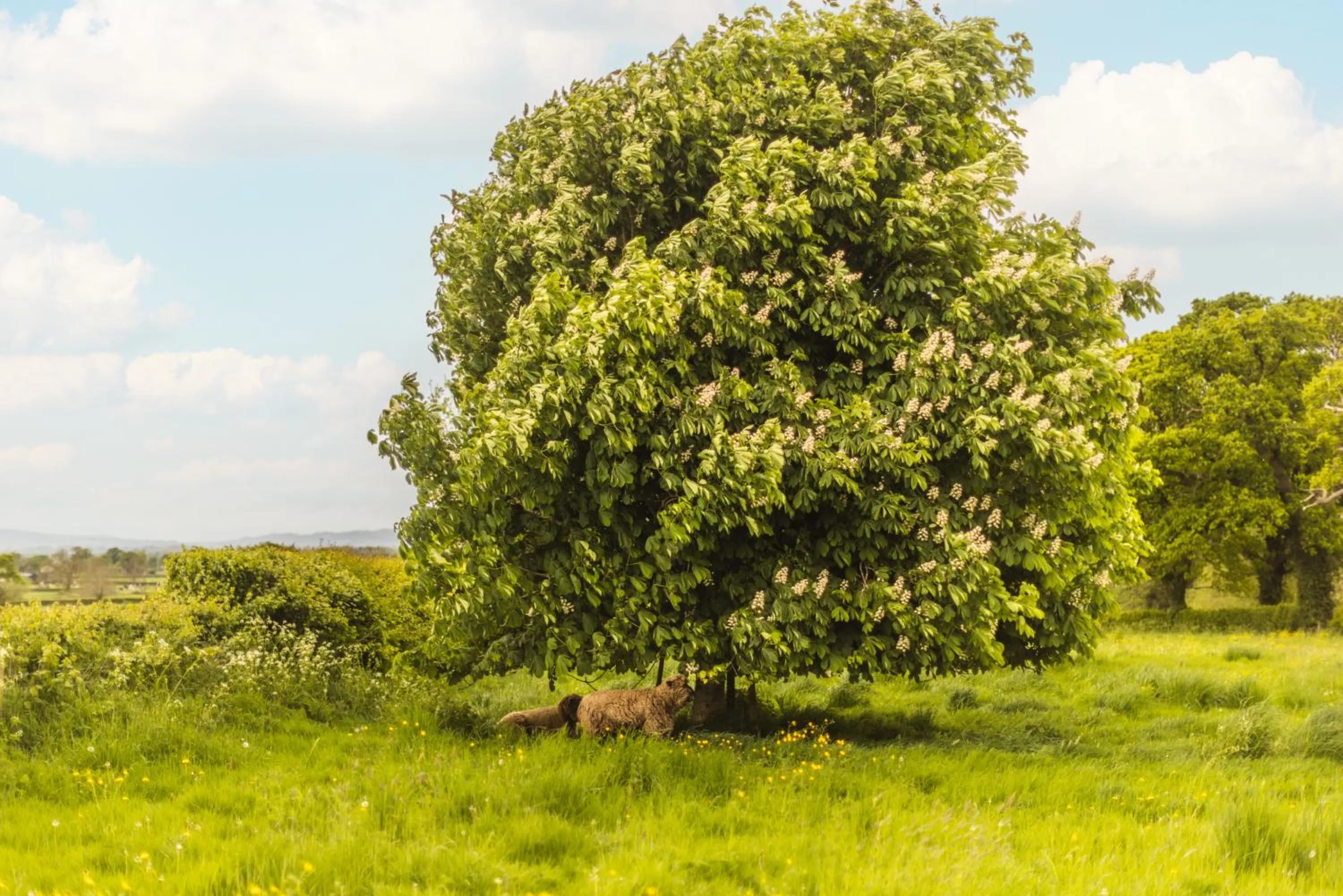 Garden in Mulsford Cottage