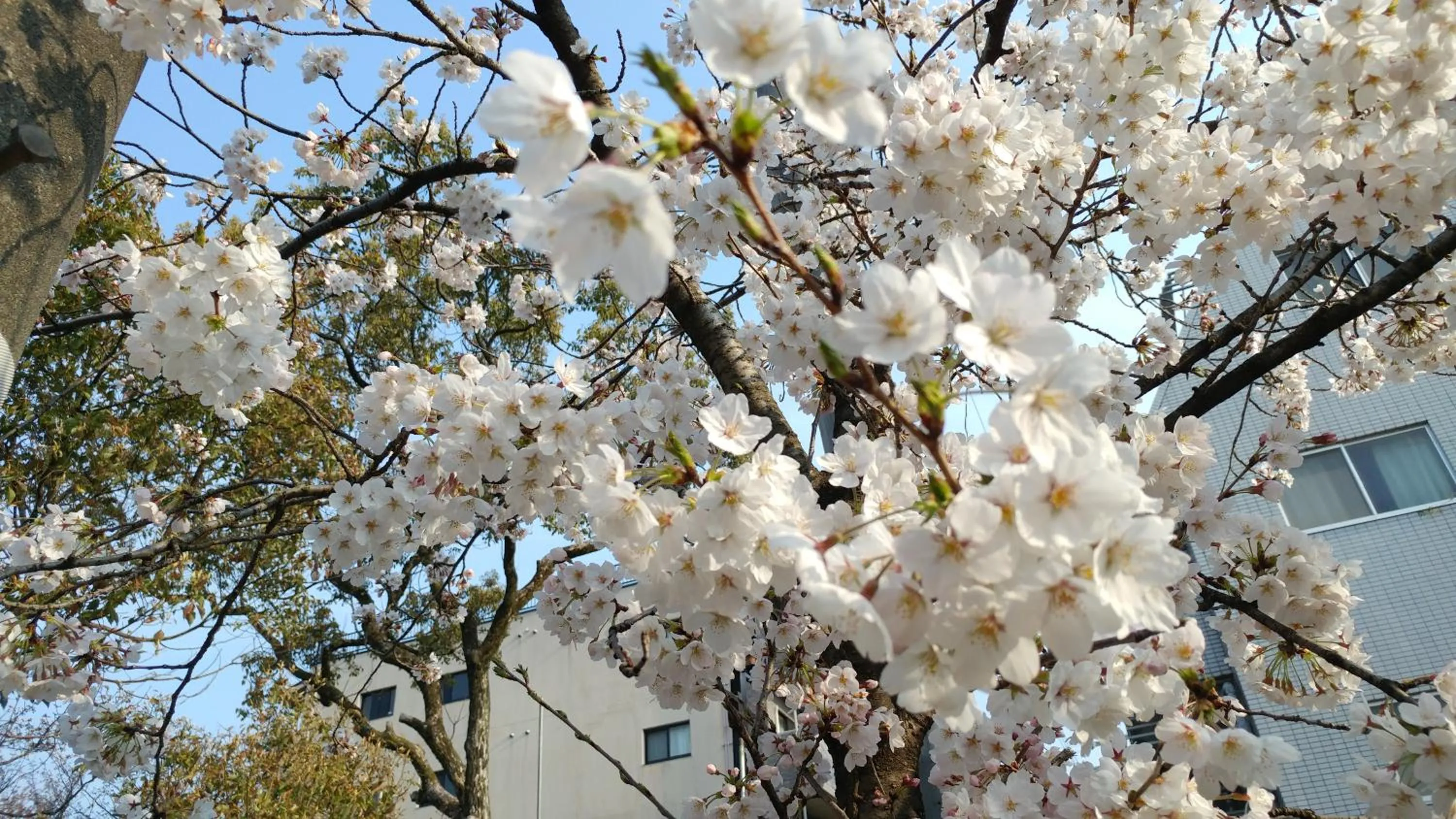 Spring in Kyoto-Gion Tourist House