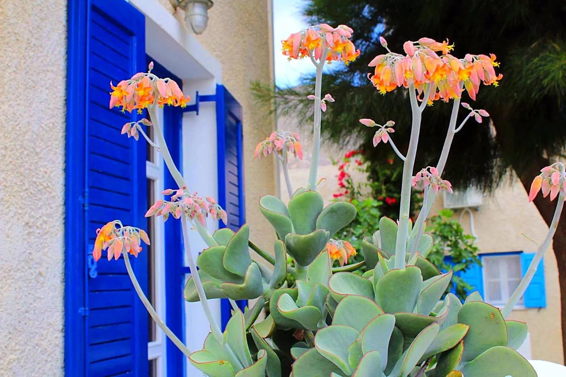 Balcony/Terrace in Fortuna Perissa