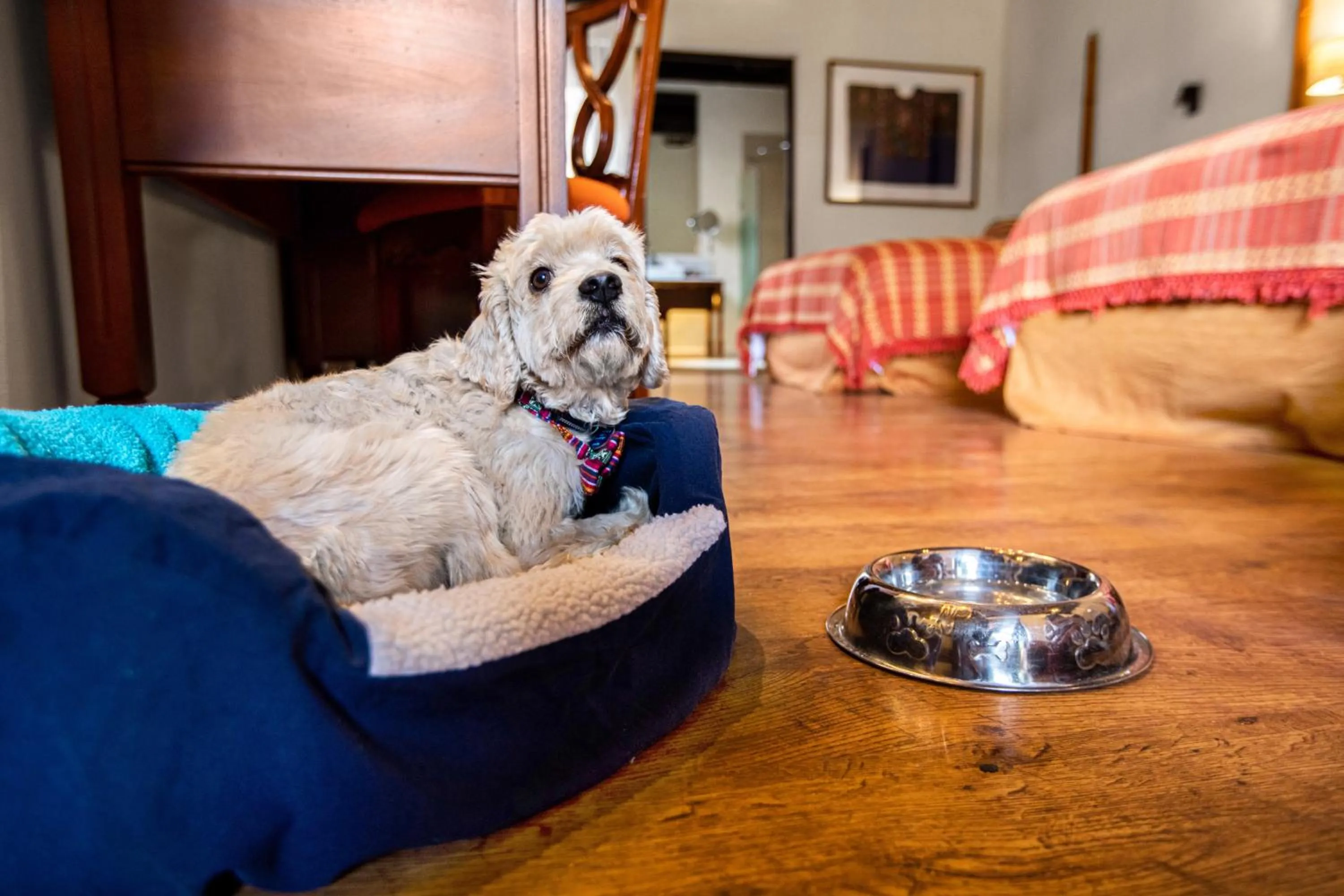 Pets in Porta Hotel Antigua