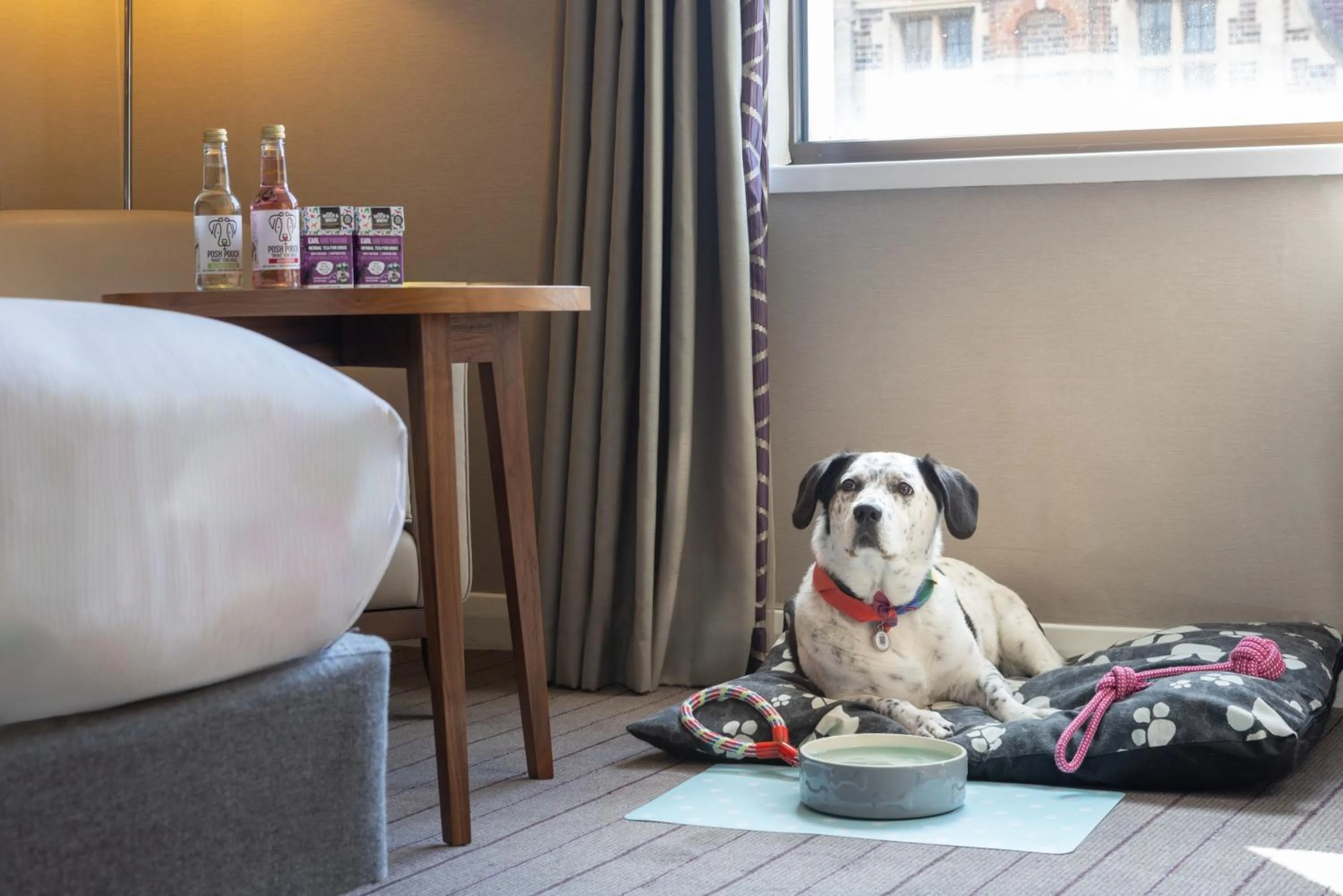 pet friendly in Hilton Cambridge City Centre