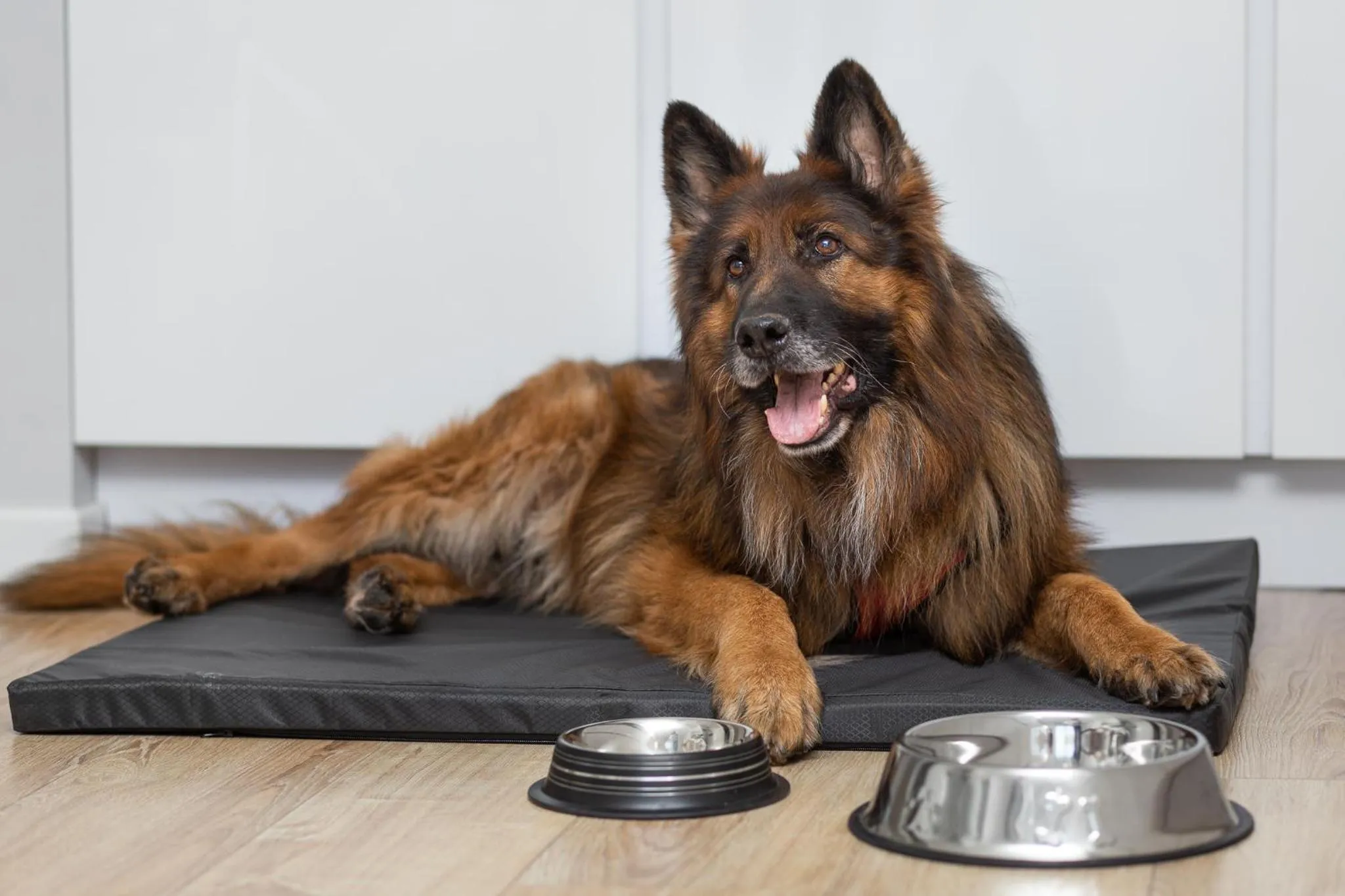 Animals in MARGI Gaja Apartament