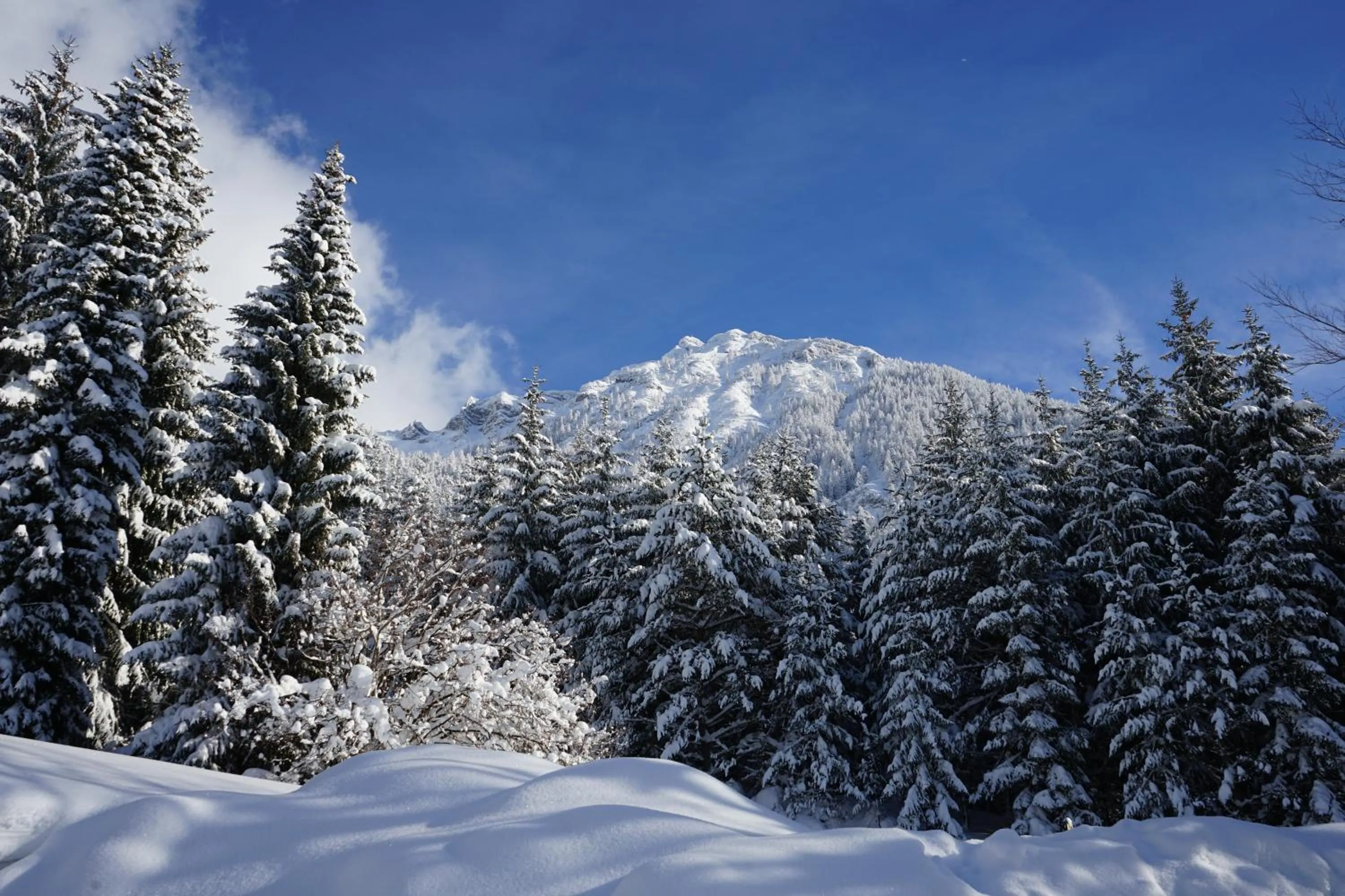 Skiing in Naturhotel Alpenblick